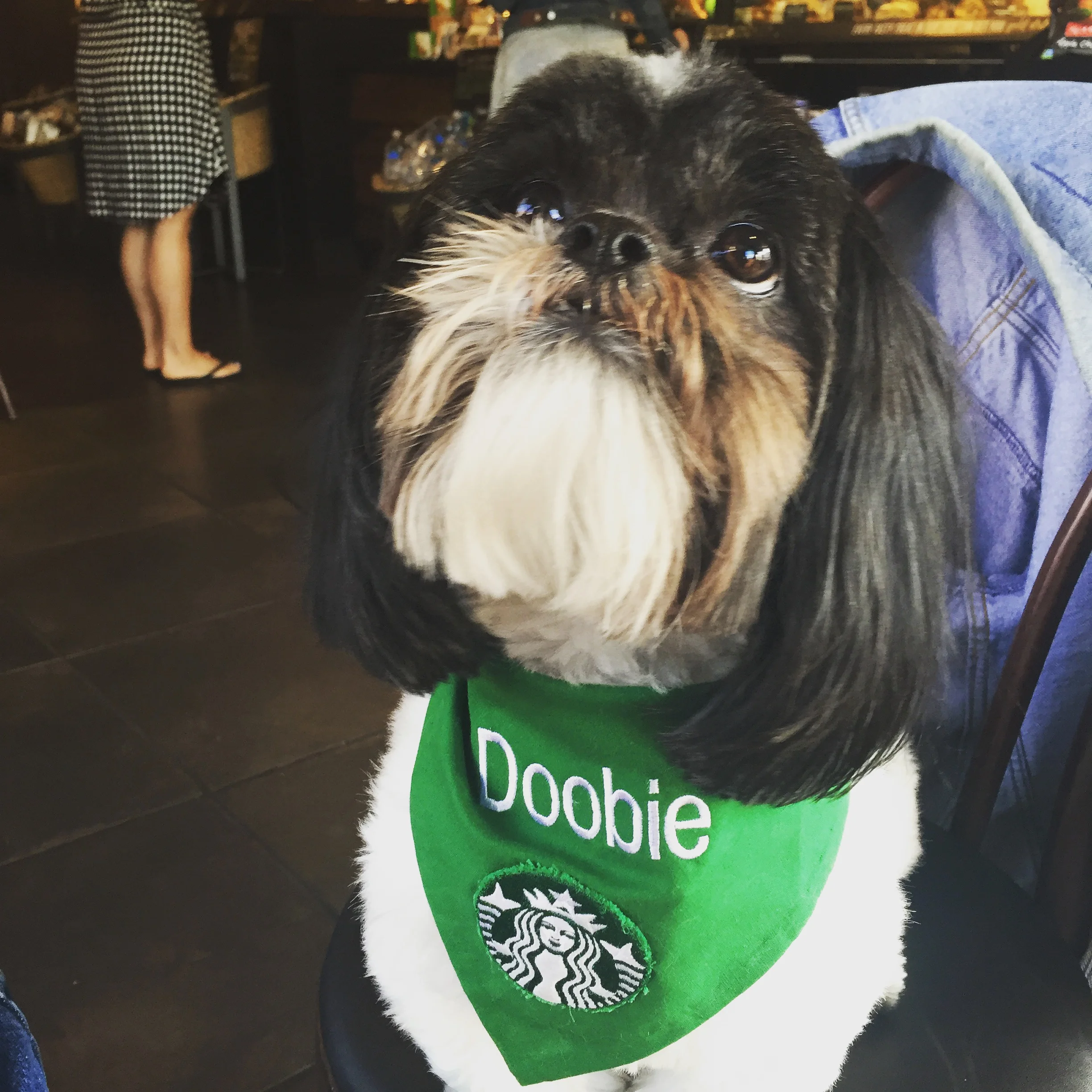 Doobie is a certified service dog.
