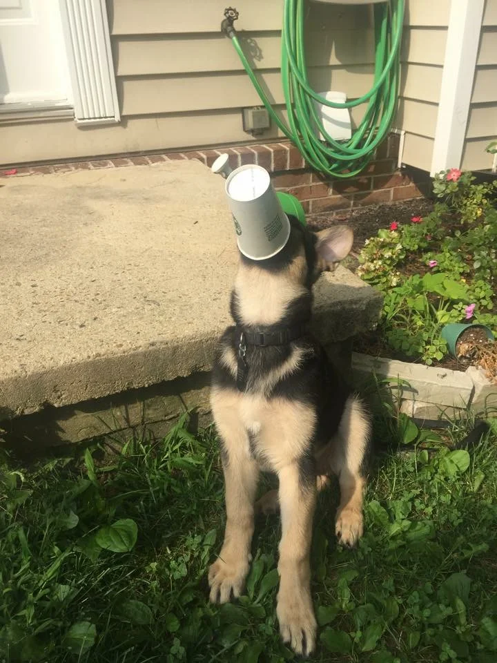 Kilo love his puppaccino!