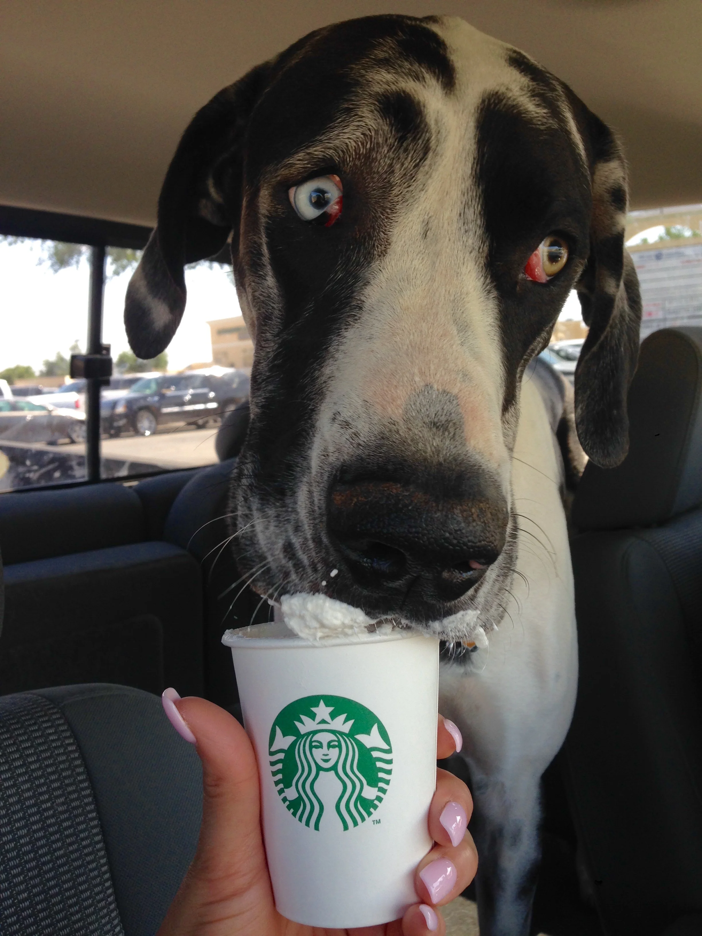 Duke Loves Starbucks Too!