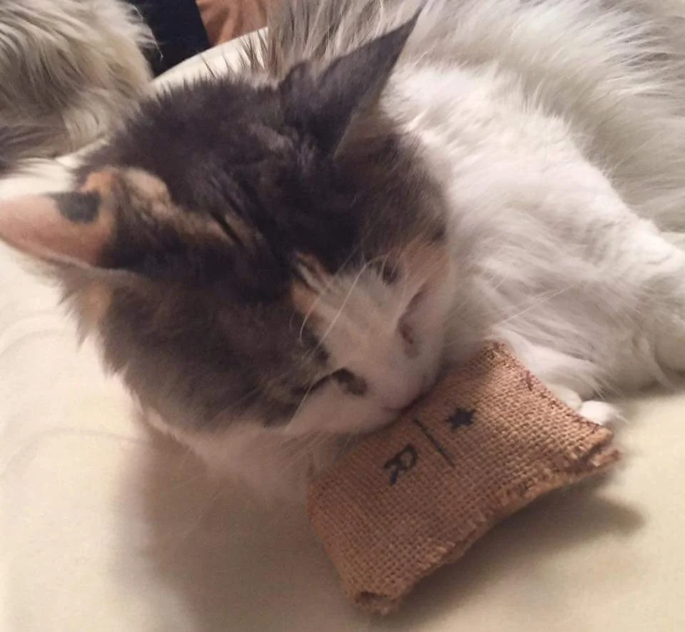Miss Dolly loves her Roastery cat toy!