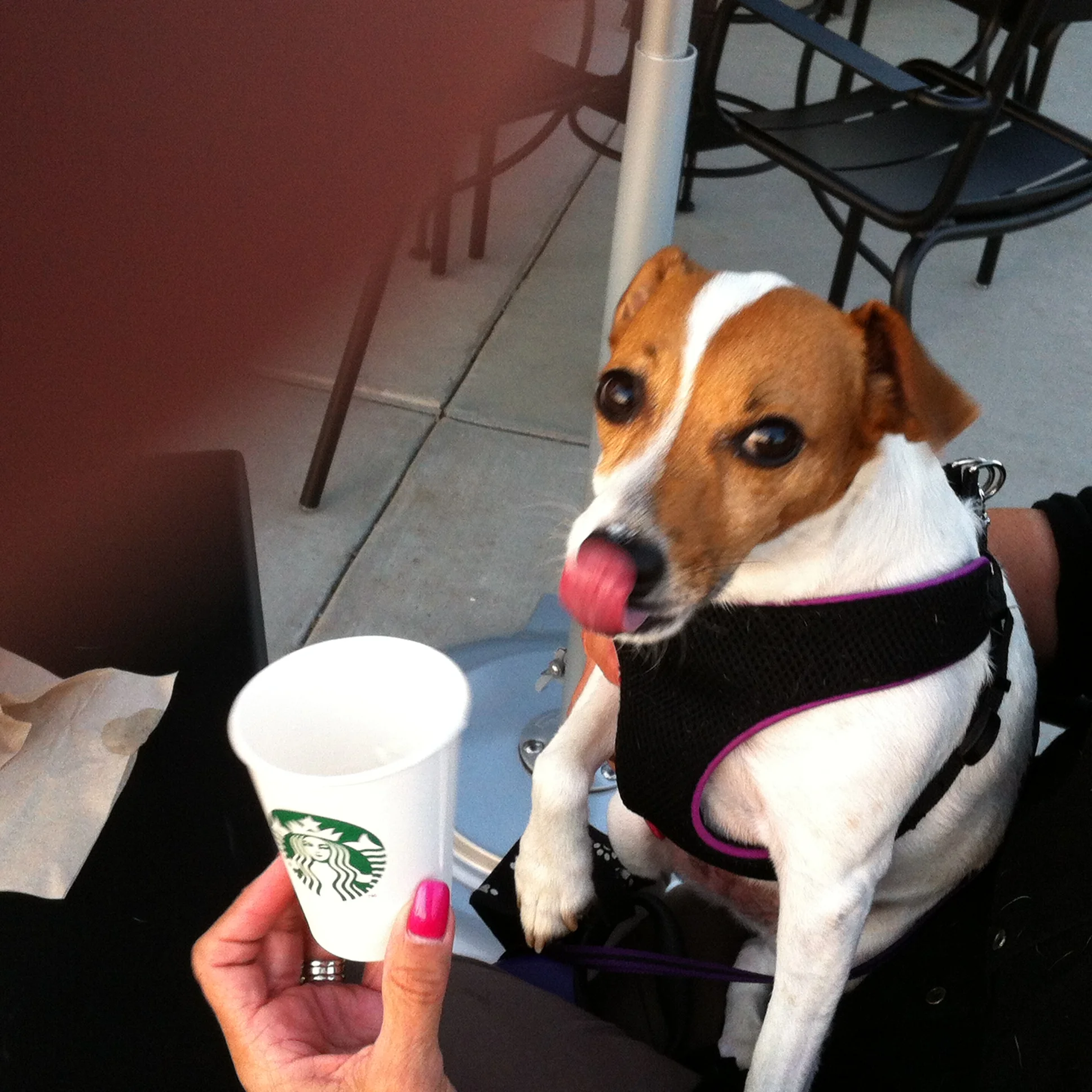 Sophie enjoying a puppy latte at the new Starbucks in Topeka!