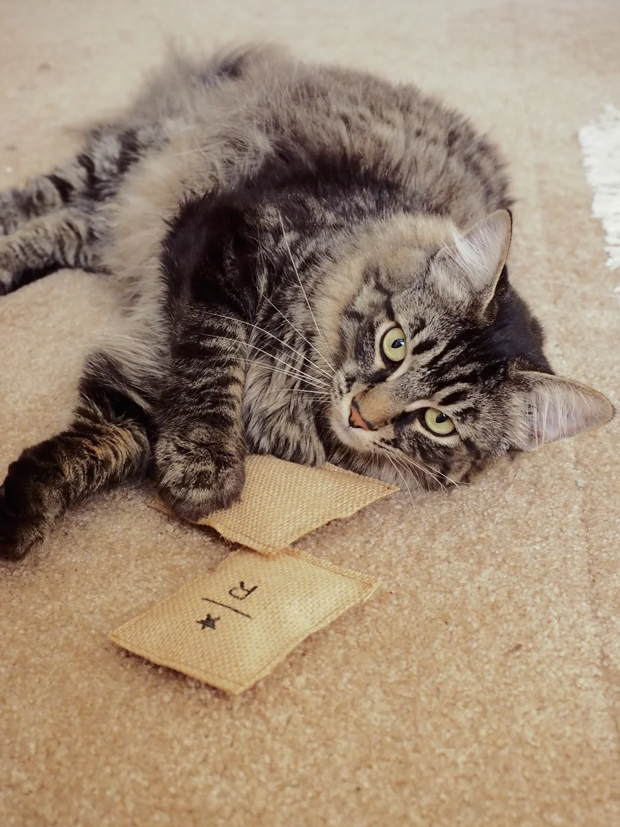 Giveaway: Starbucks Roastery Inspired Toy for a Cat. A $20 Starbucks Gift Card for a Human.