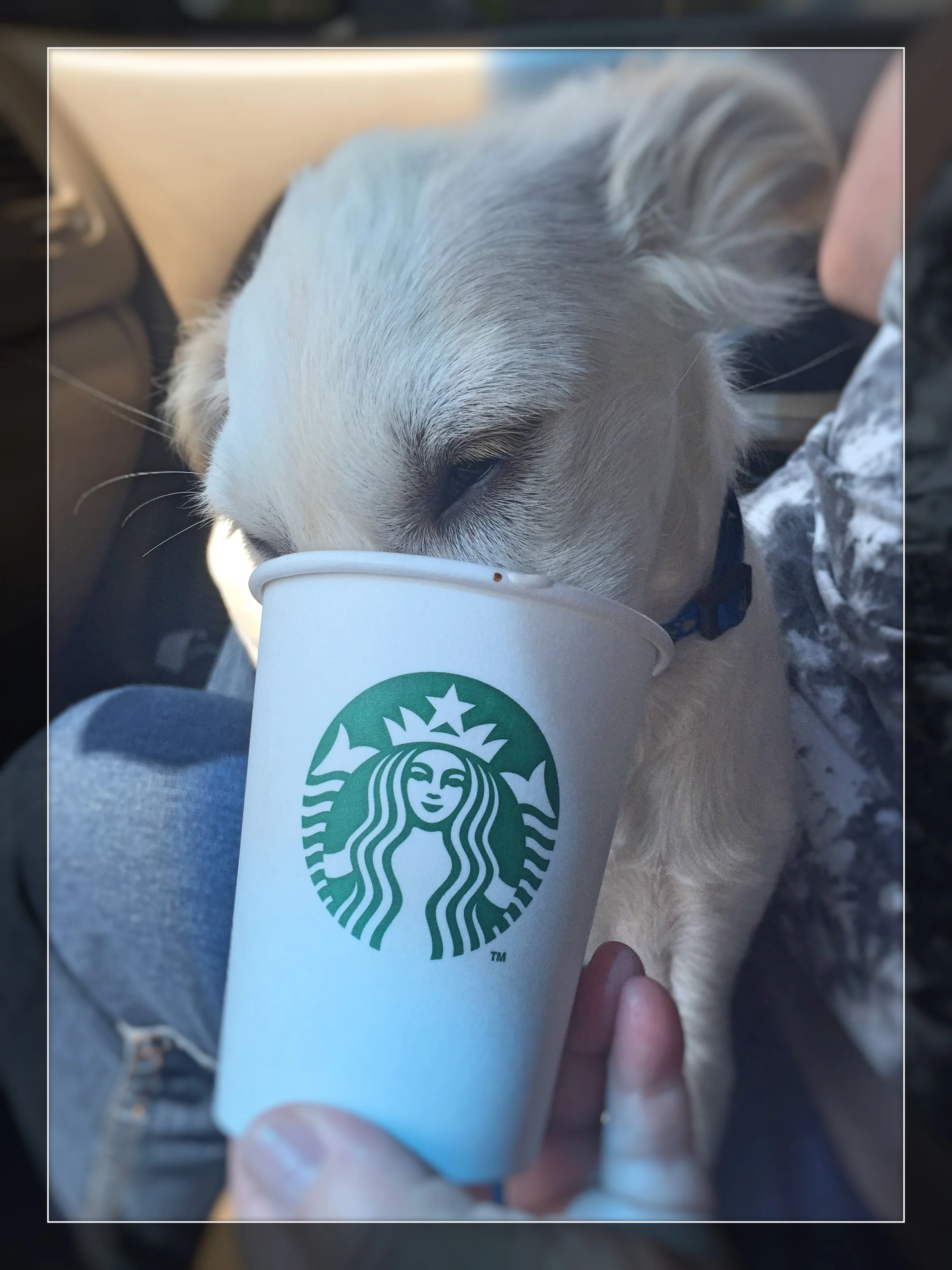 All my foster puppies love Puppaccinos!