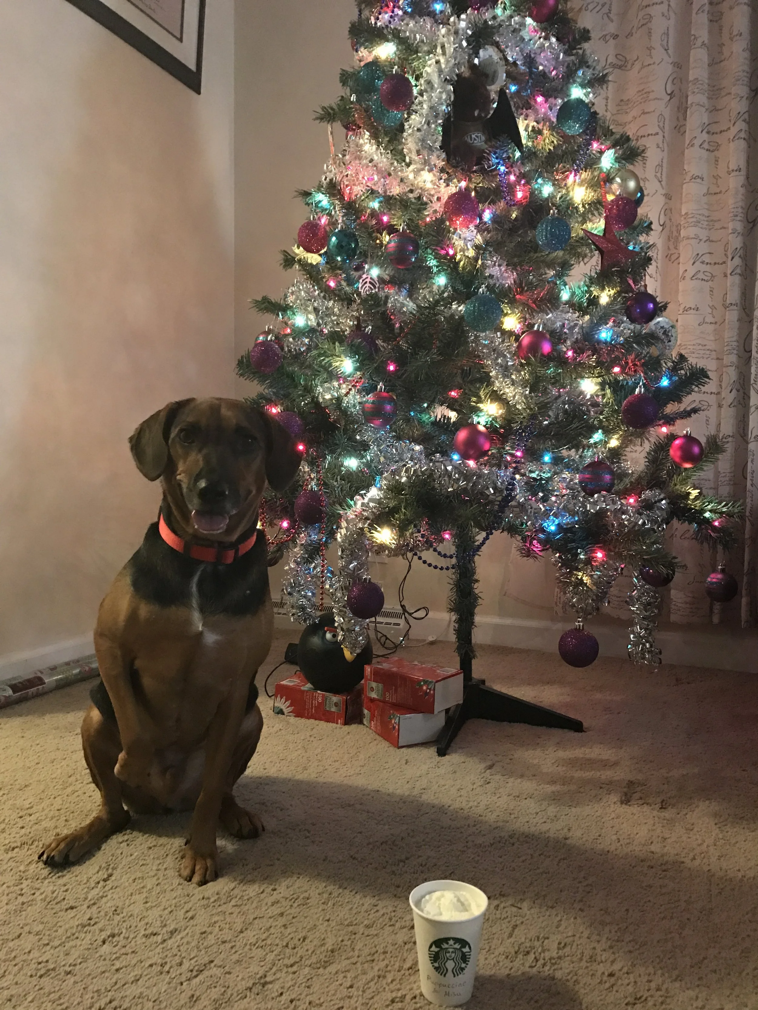 My Misu enjoys his first Starbucks Puppuccino.