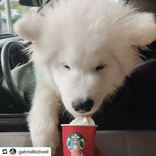 That pup is having a great day!! @gabriellkidwell #petsofstarbucks #starbucks #starbuckspartners