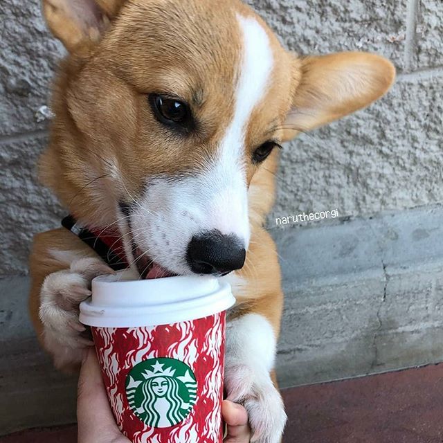 How cute is @naruthecorgi ! #Repost #petsofstarbucks #Starbucks #corgisofinstagram