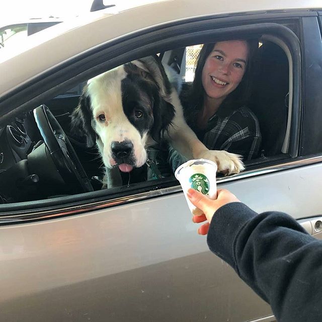 Very cute visitor to the @starbucks13thandminnesota store! #Repost #petsofstarbucks #starbuckspartners