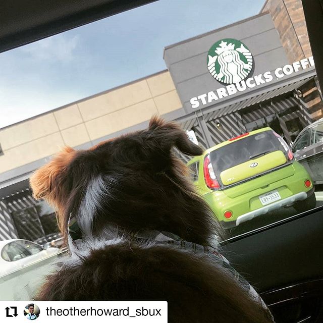 #Repost @theotherhoward_sbux
&bull; &bull; &bull; &bull; &bull; &bull;
He gets more excited about the drive thru than the dog park #starbucks #starbucksdrivethru #dogparksarefordogs #puppachino #tobeapartner #tobeapartnersdog #tobeapartnersdoggo #sta