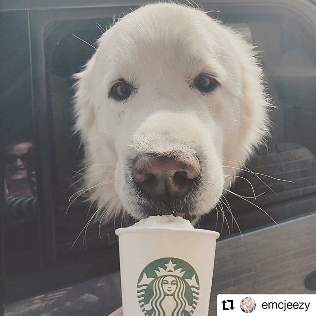 #Repost @emcjeezy
&bull; &bull; &bull; &bull; &bull; &bull;
Sometimes my job is epic. (If you look carefully you can see my goofy grin in the reflection of the car.) #puppuccino #greatpyrenees #tobeapartner