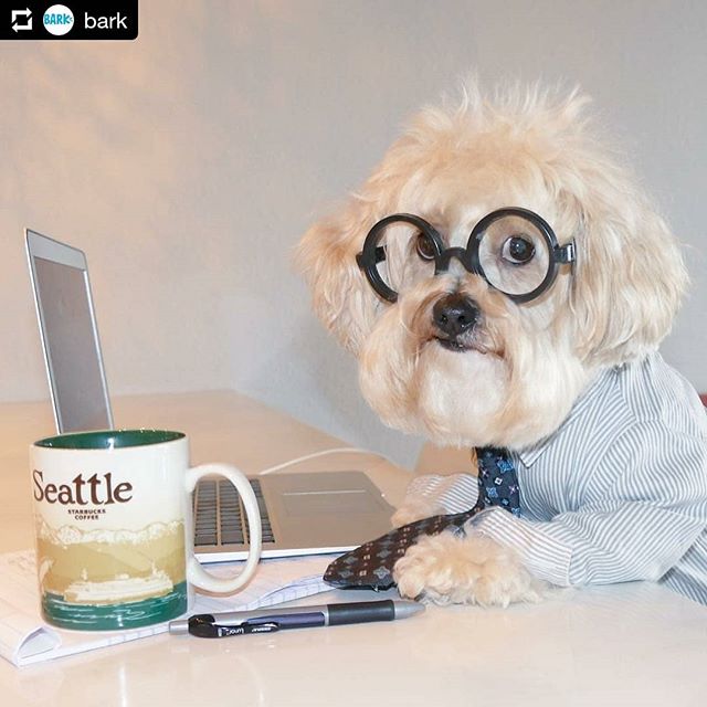 Oh my gosh this pup is hard at work, and drinking from a Seattle Starbucks global icon series mug. They don't make those beautiful mugs anymore. #Starbucks #starbucksmugs #starbucksmug #dogsofinstagram

#Repost @bark
&bull; &bull; &bull;
Need some he