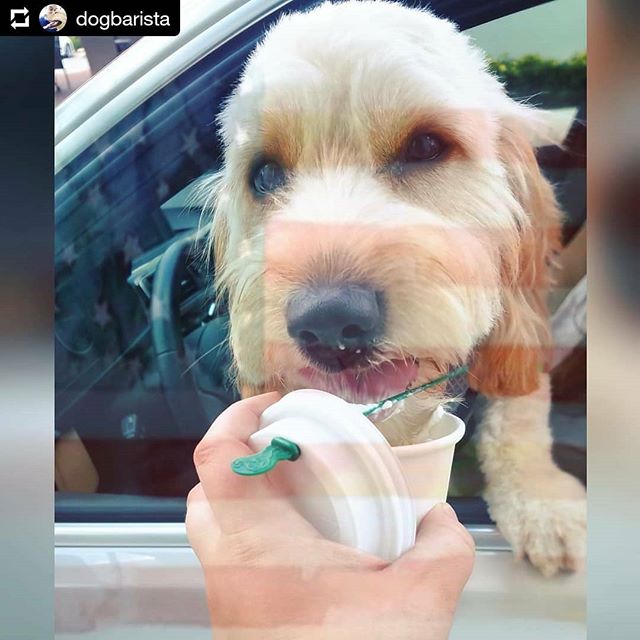 So cute! @dogbarista #petsofstarbucks

#Repost @dogbarista
&bull; &bull; &bull;
Happy Memorial Day from Harper (10 month old mini goldendoodle) and all of us at Starbucks! 
We are so thankful to all who have served and are serving who make it pawsibl