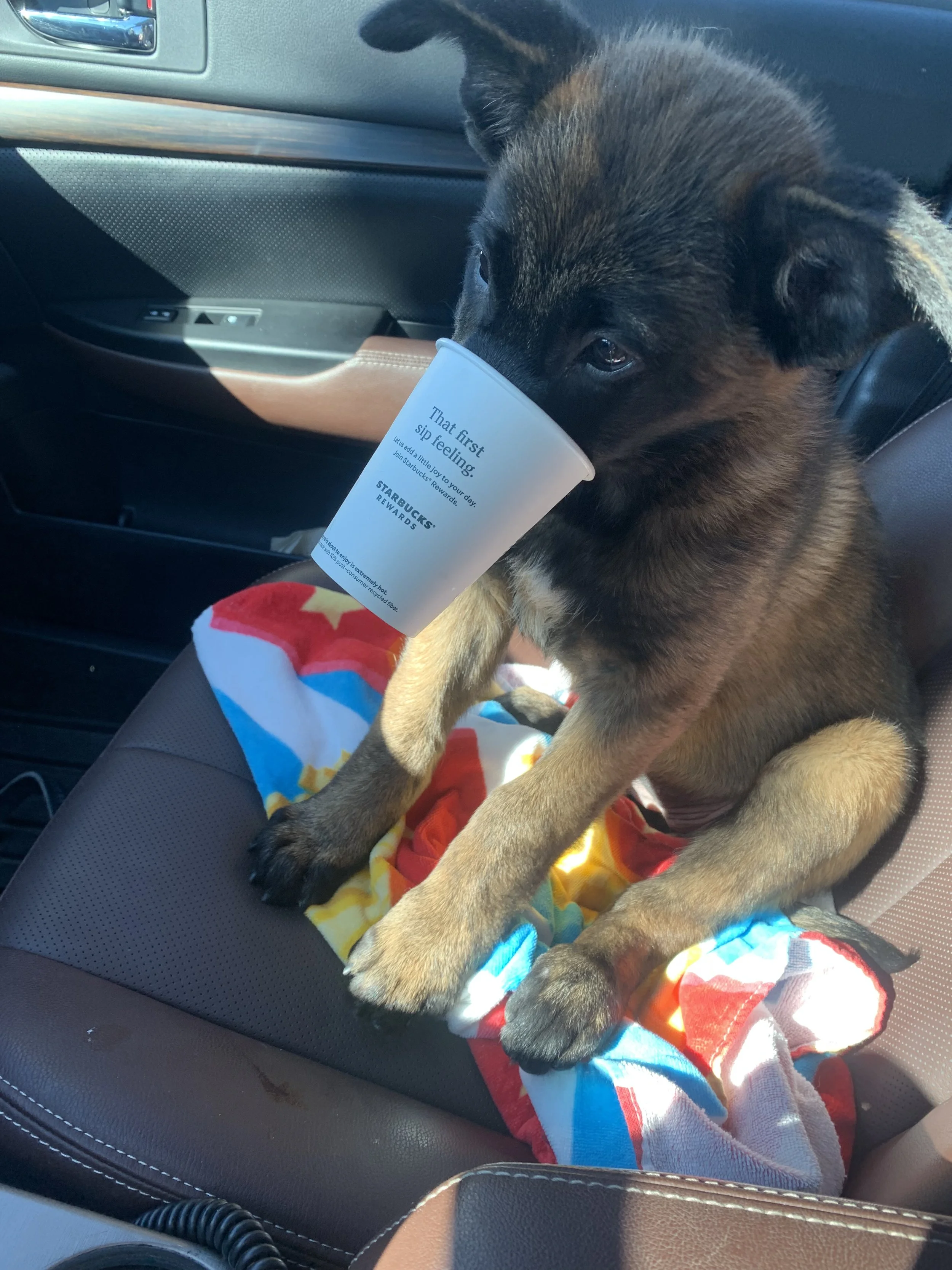 First puppachino