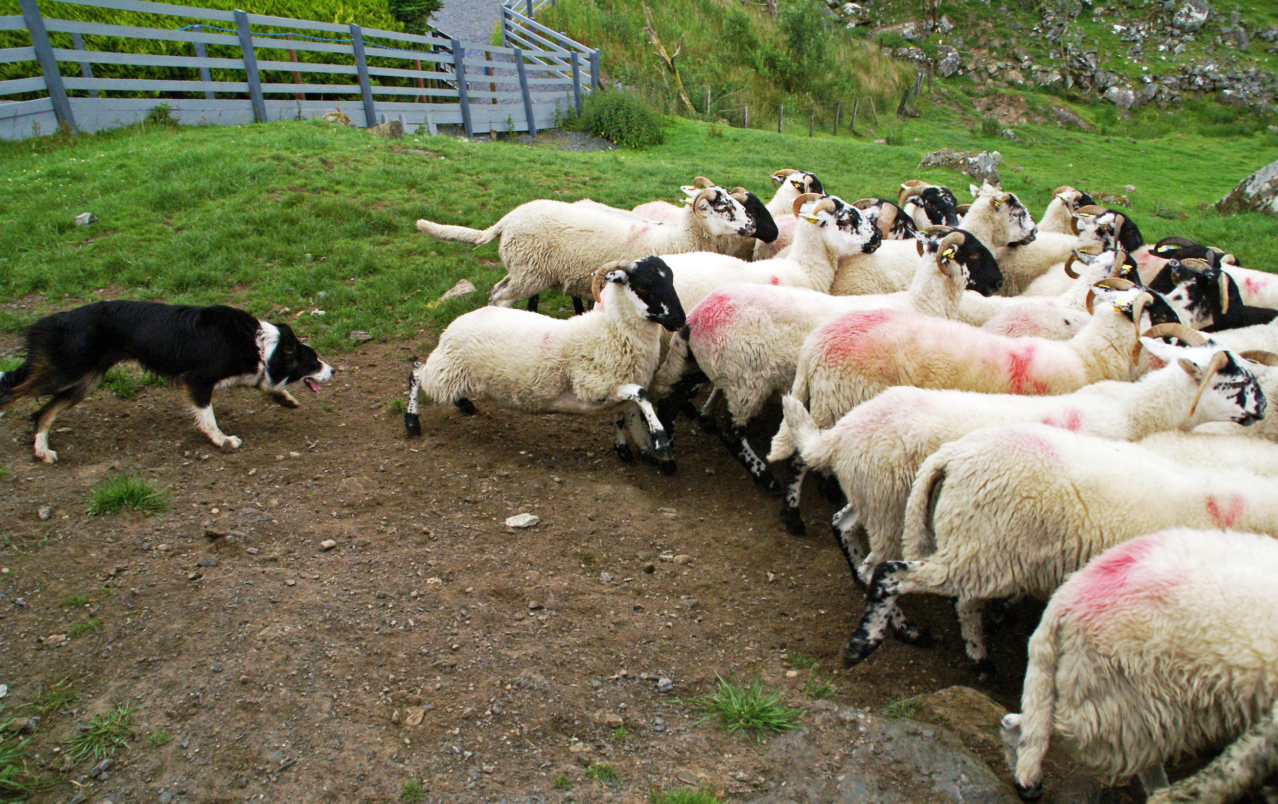  A Border Collie rounds up sheep at Kissane Sheep Farm. These Border Collies only respond to their trainer's voice when herding. If another person other than the trainer were to shout out the same commands, the dog wouldn't respond.&nbsp; 