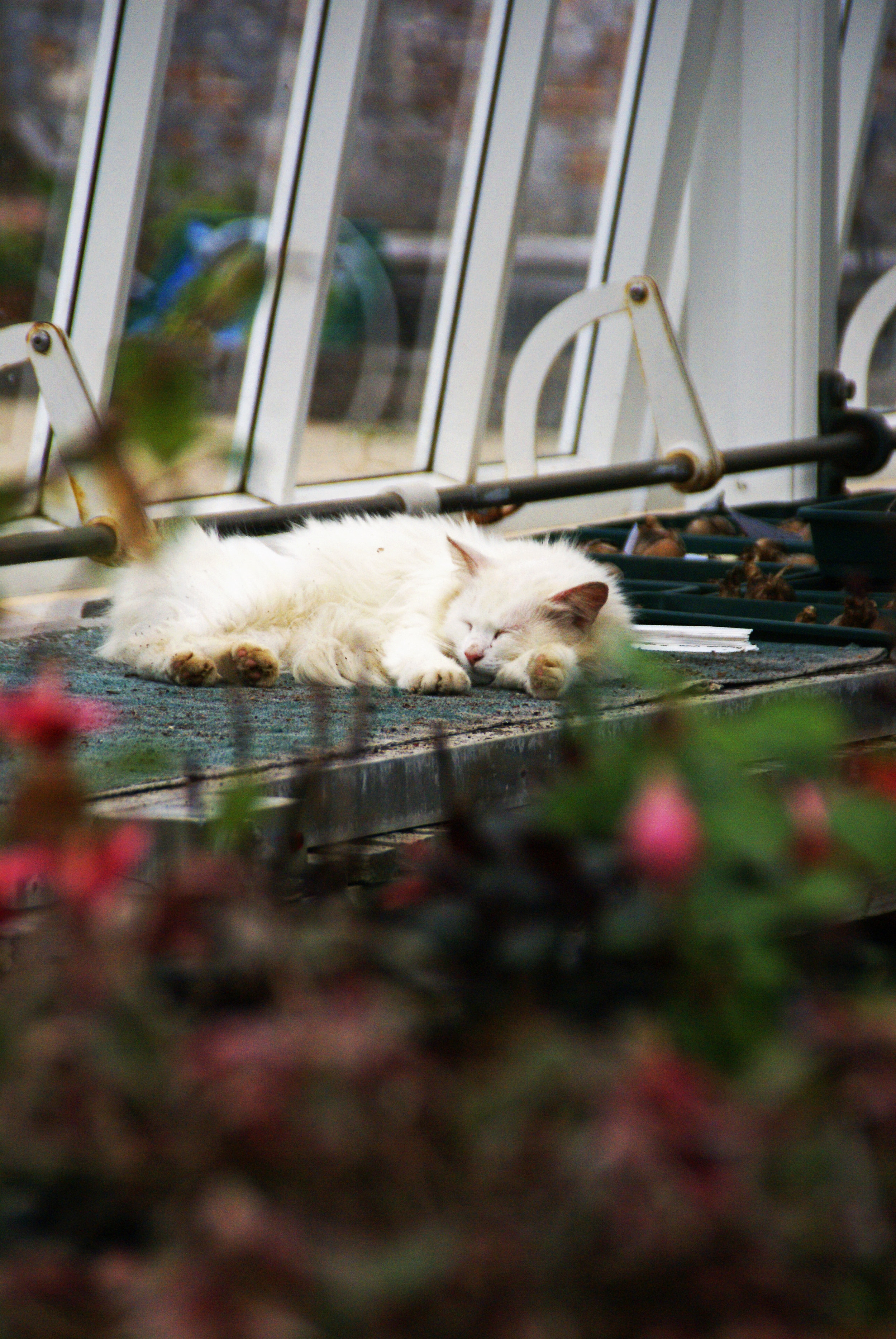  A cat peacefully snoozes in a greenhouse closed off to the public at Kylemore Abbey &amp; Victorian Walled Garden. 