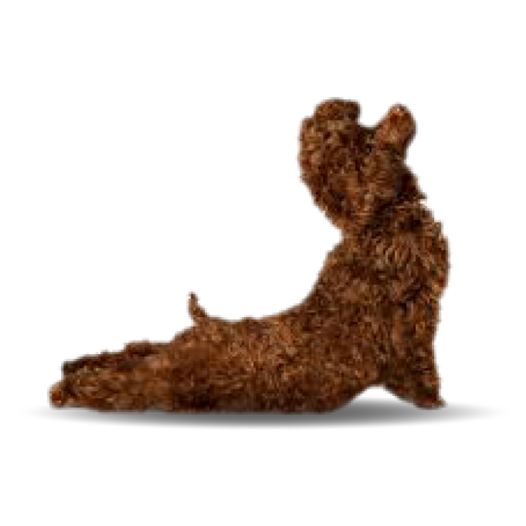 poodlechoc.png