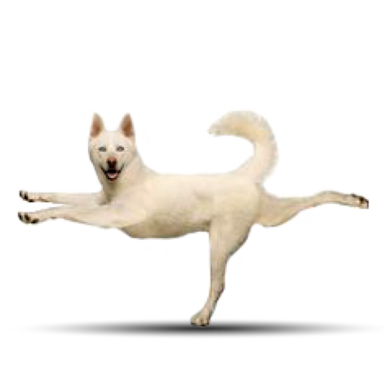 3white_husky.png