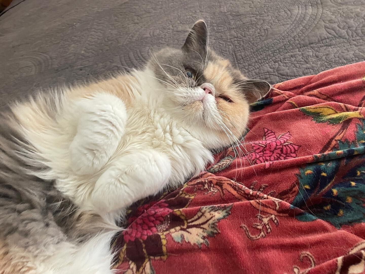 Oh sweetheart. Is this girl not the sweetest 😊🐈 Lovely AVA is a fine example of your #exoticshorthaircat 
.
.
.
.
Requires daily #facewipes to keep her eyes glowing along with unlimited #snuggles &amp; headbutts 😆💜