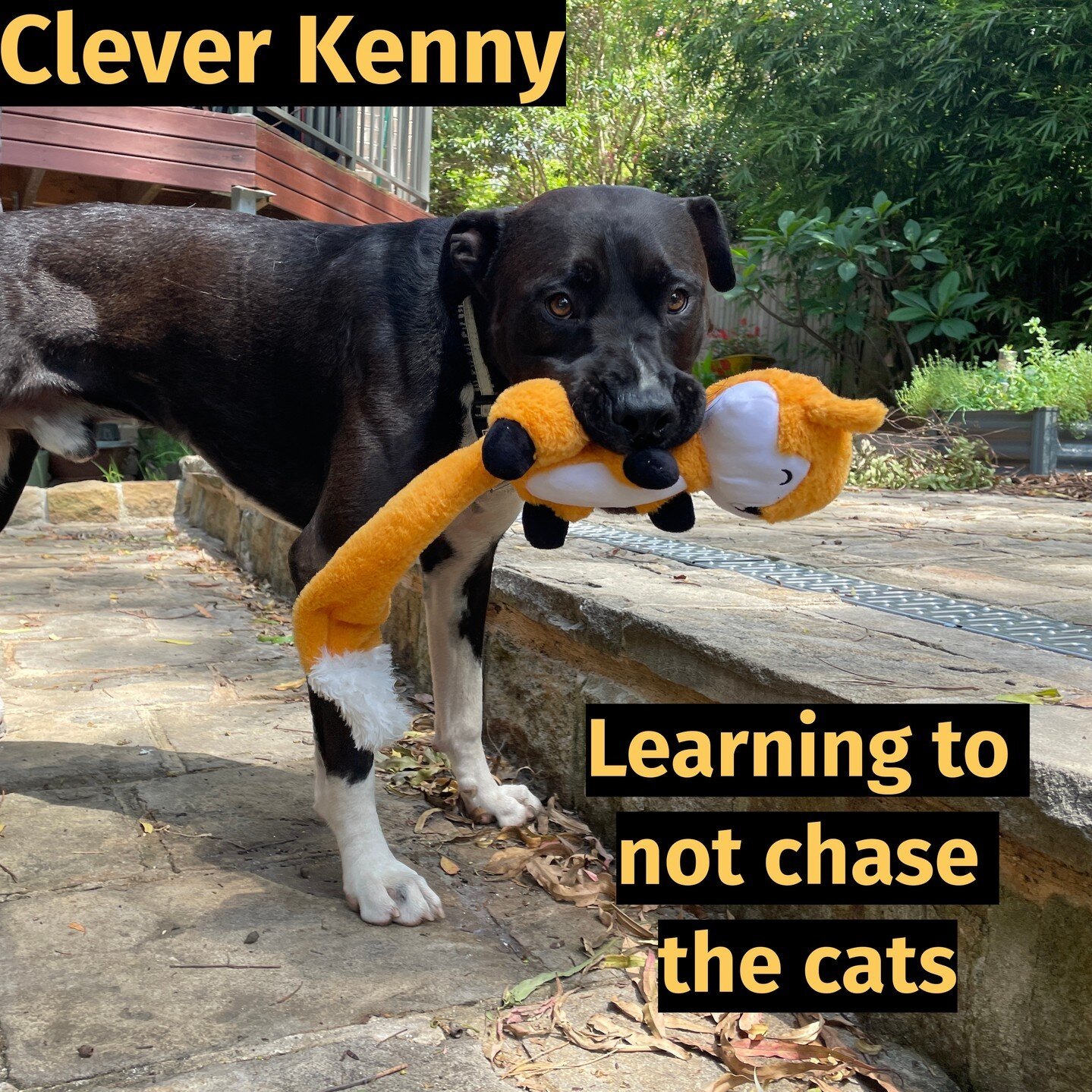 Kenny and family are doing absolutely beautifully. Older dogs can learn that bonding with their family members can be far more exciting that chasing the cats!⁠
.⁠
.⁠
.⁠
.⁠
Love you sweety xx⁠
.⁠
.⁠
.⁠
.⁠
.⁠
.⁠
#puppies🐶 ⁠
#confidentcanines #hellopet