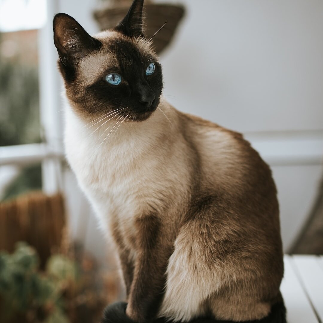 Far out I wish I could read animals minds sometimes🤣⁠
However I know someone who can. Our lovely Pet Intuitive may be able to assist. Let me know and I&lsquo;ll connect you.⁠
Photo by Alex Meier ⁠
.⁠
.⁠
.⁠
.⁠
.⁠
.⁠
.⁠
.⁠
.⁠
.⁠
#lovethycats ⁠
#adorab