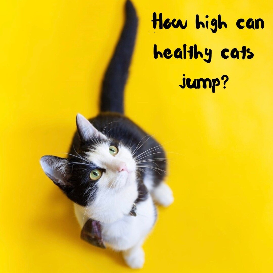 Your healthy kitty cat could jump up to 5-8 feet vertically and nearly the same distance horizontally. Yep so don&rsquo;t be surprised when you catch her 🫣🤣⁠
.⁠
.⁠
.⁠
.⁠
.⁠
.⁠
.⁠
.⁠
.⁠
.⁠
.⁠
.⁠
⁠
#factzoflife #fact💯⁠
#cateducation #factsoftheday ⁠