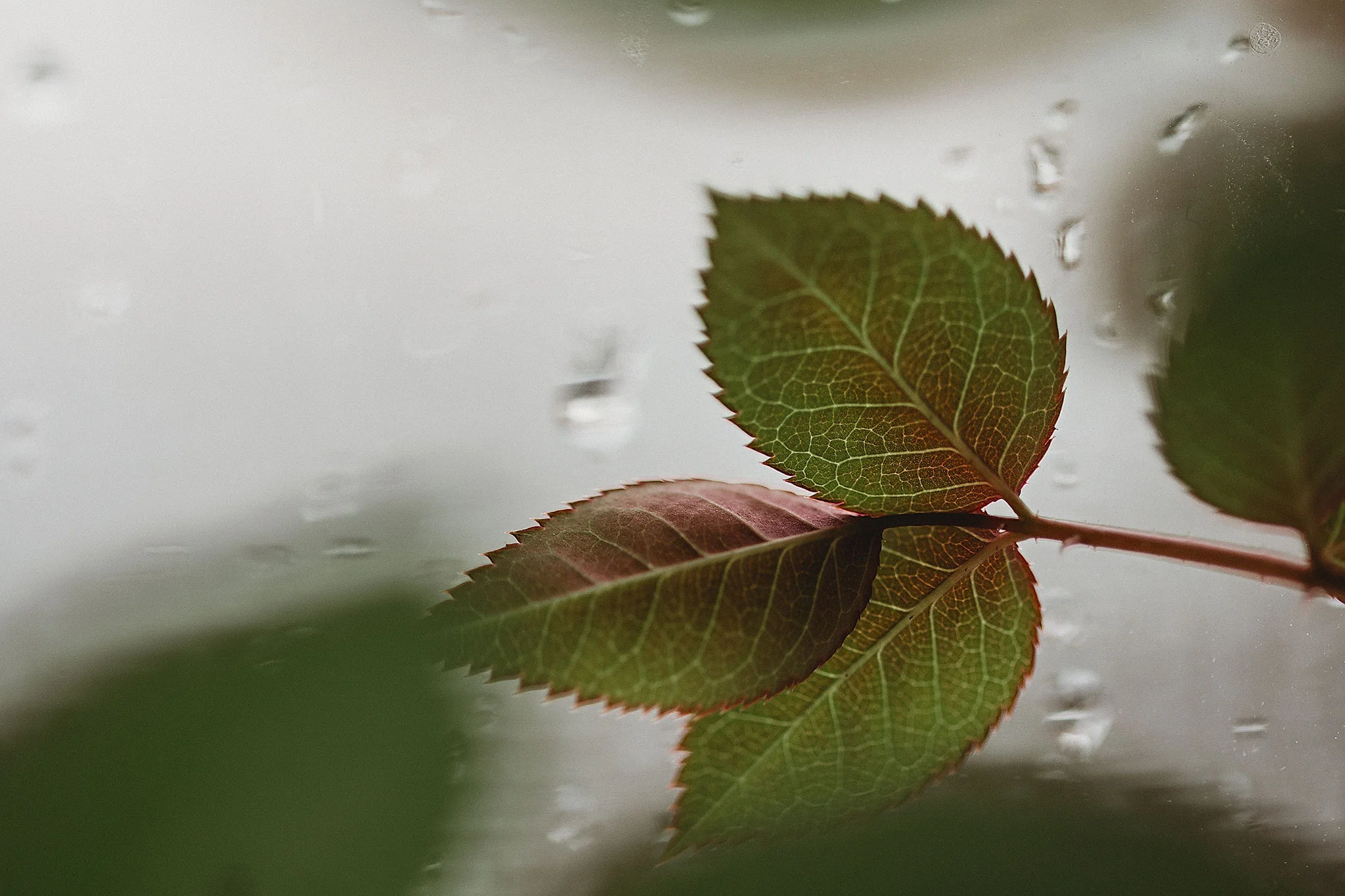green12272.jpg