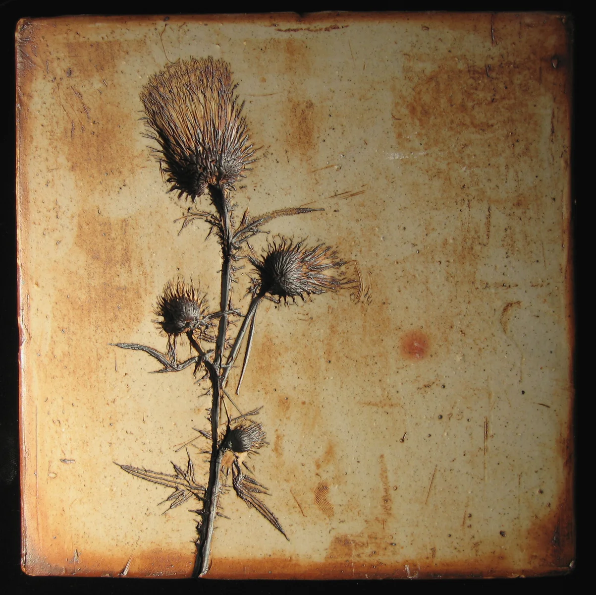 Thistle.jpg