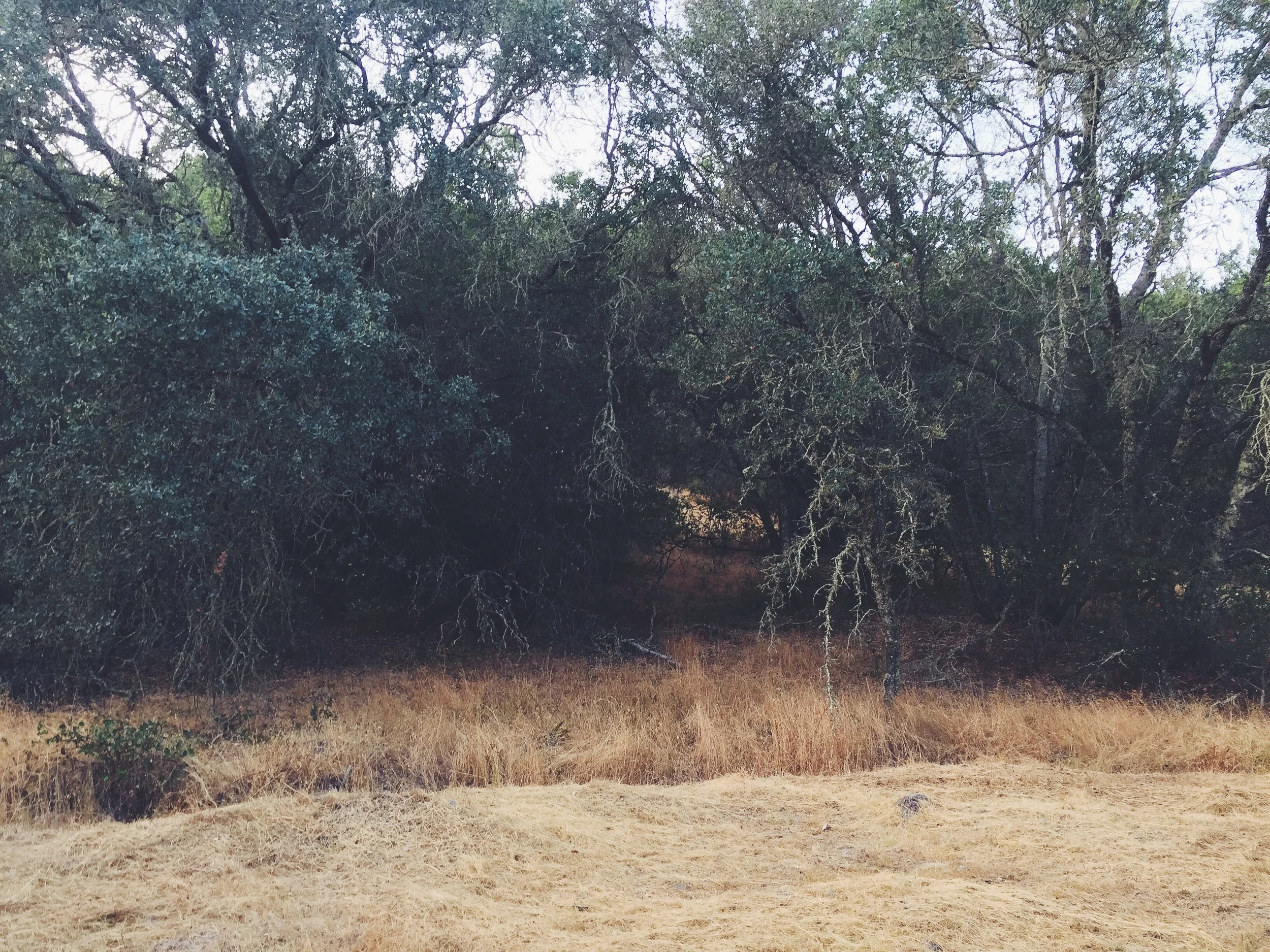California Wilds