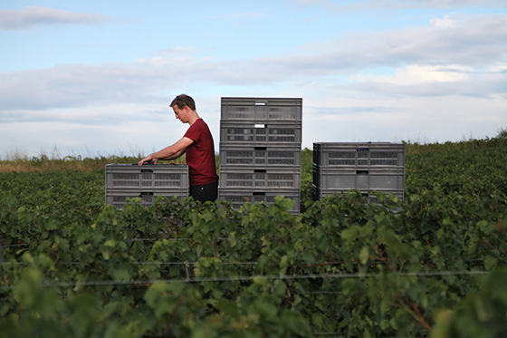 Harvest Time at Corneilla