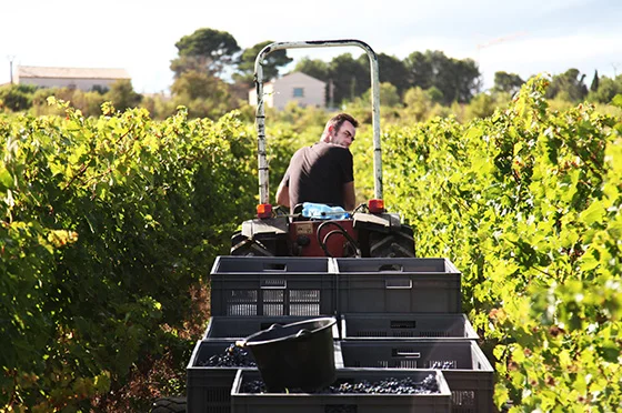 Harvesting at Mas Coutelou
