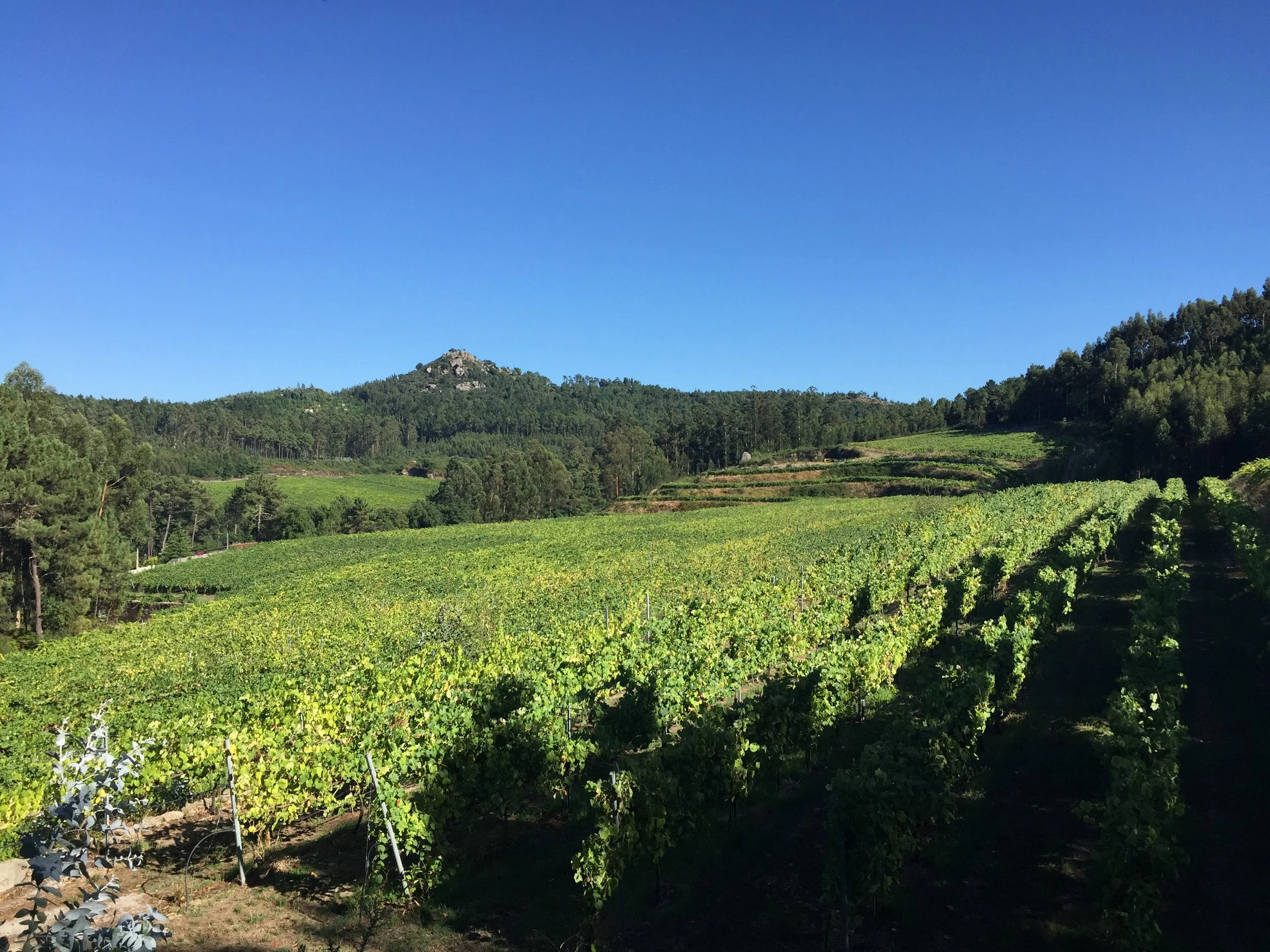 Pinot & Our Spanish Affair