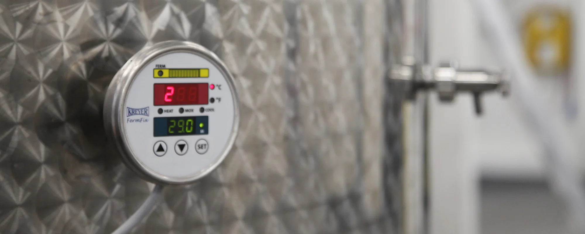 Our First Grapes Arrive