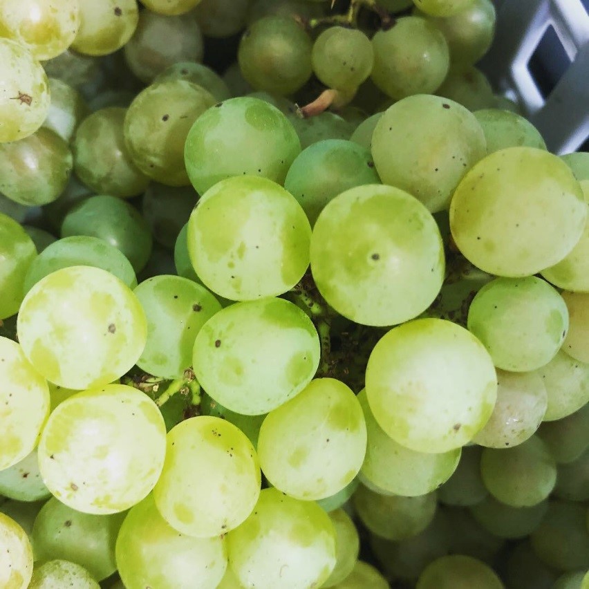 High quality Bacchus grapes