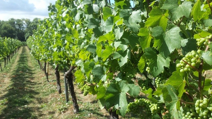 The Kent vineyard in July 2018 a few months before harvest.