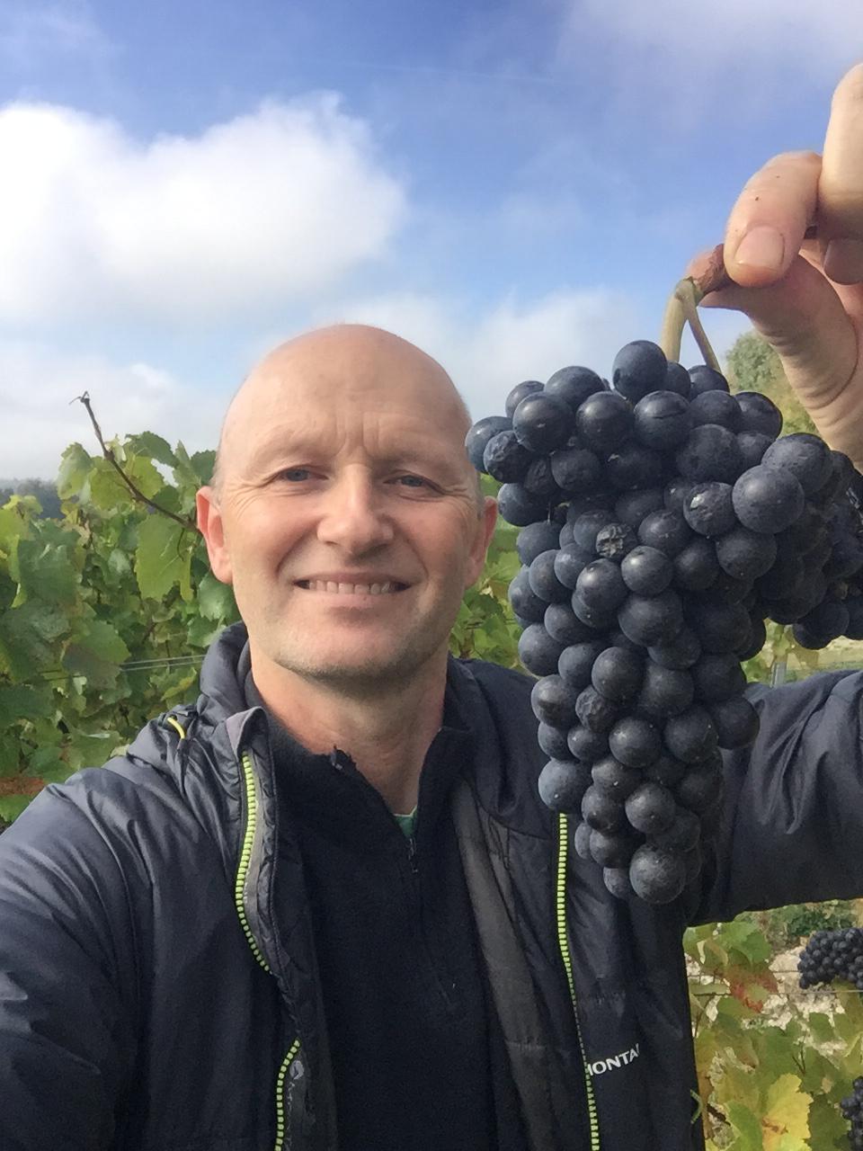 Gabor harvesting the grapes