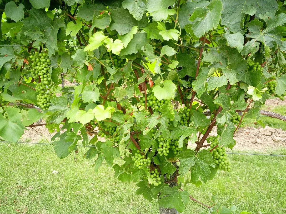 The fruit set in 2019 has been great!