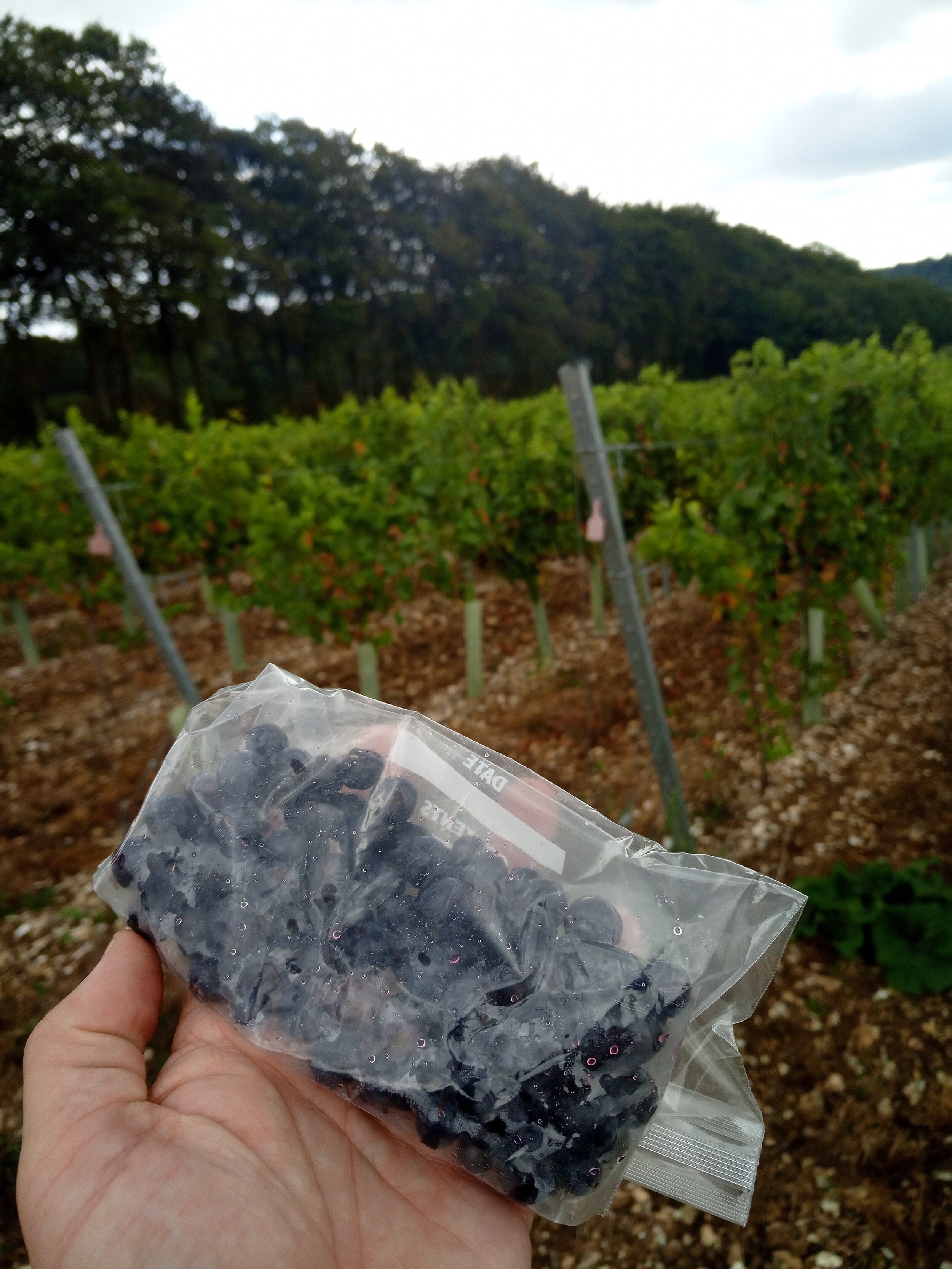 Maturity testing the Précoce before harvest