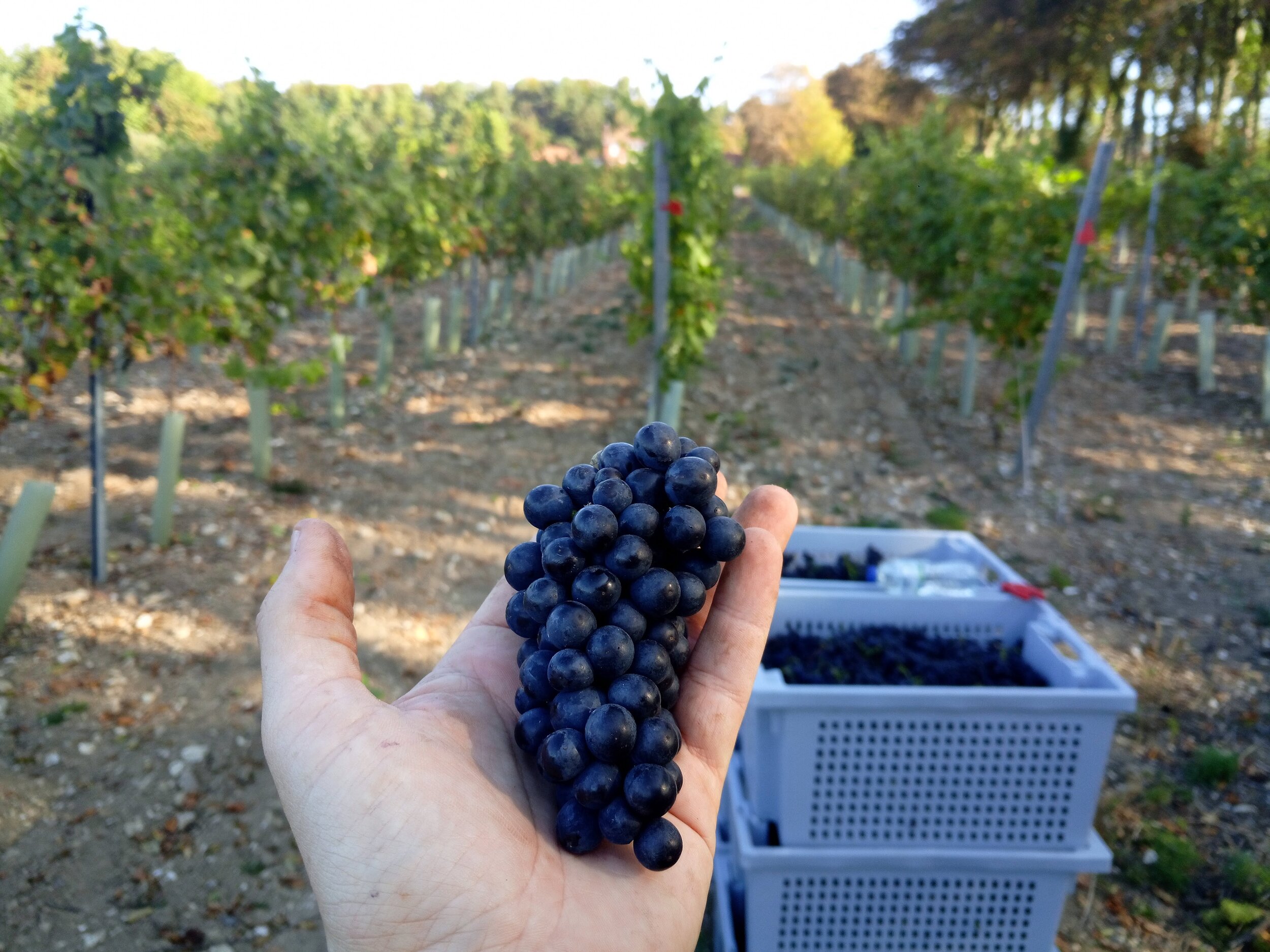 A bunch of Précoce at harvest