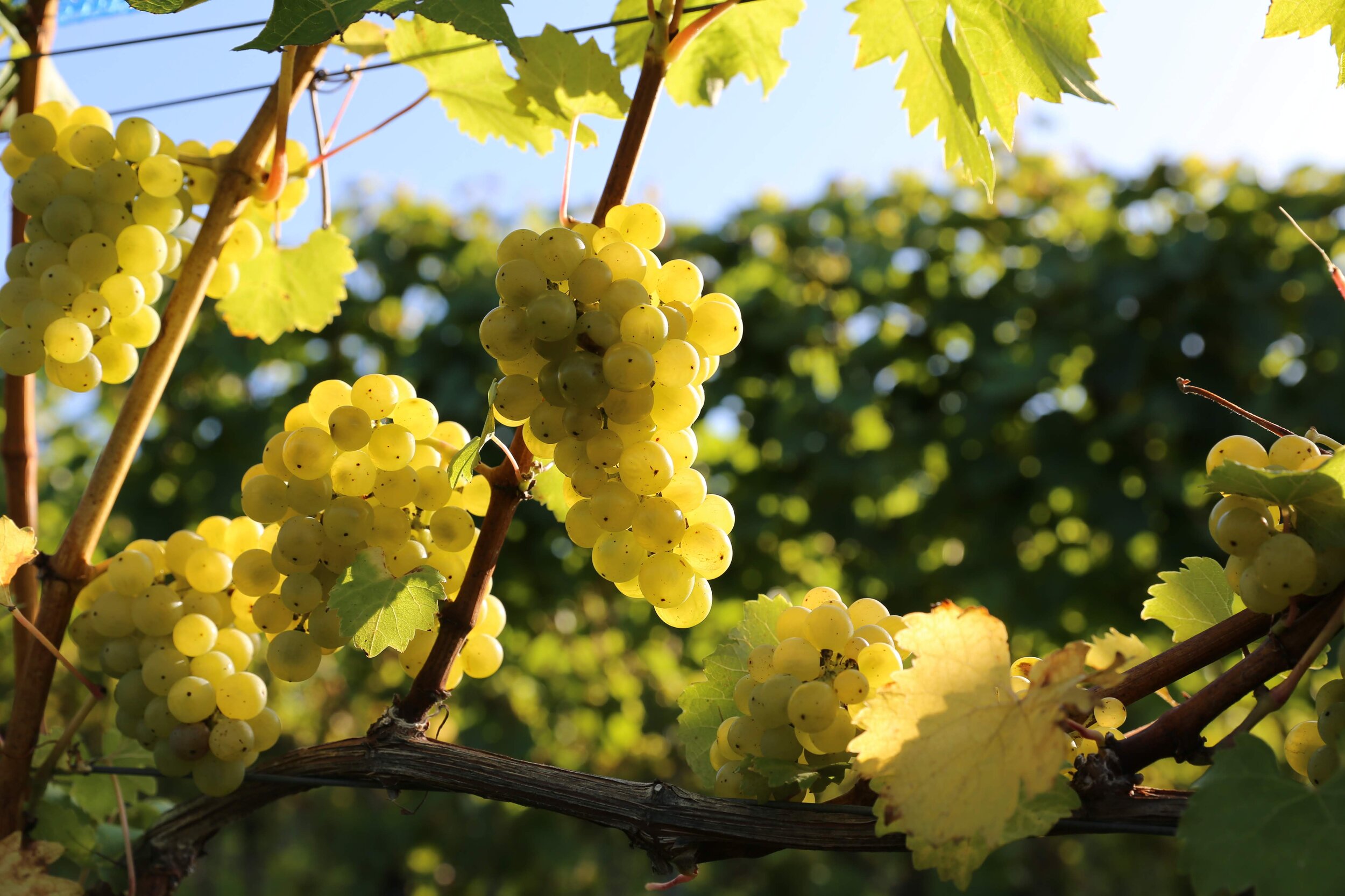 Bacchus on the morning of harvest