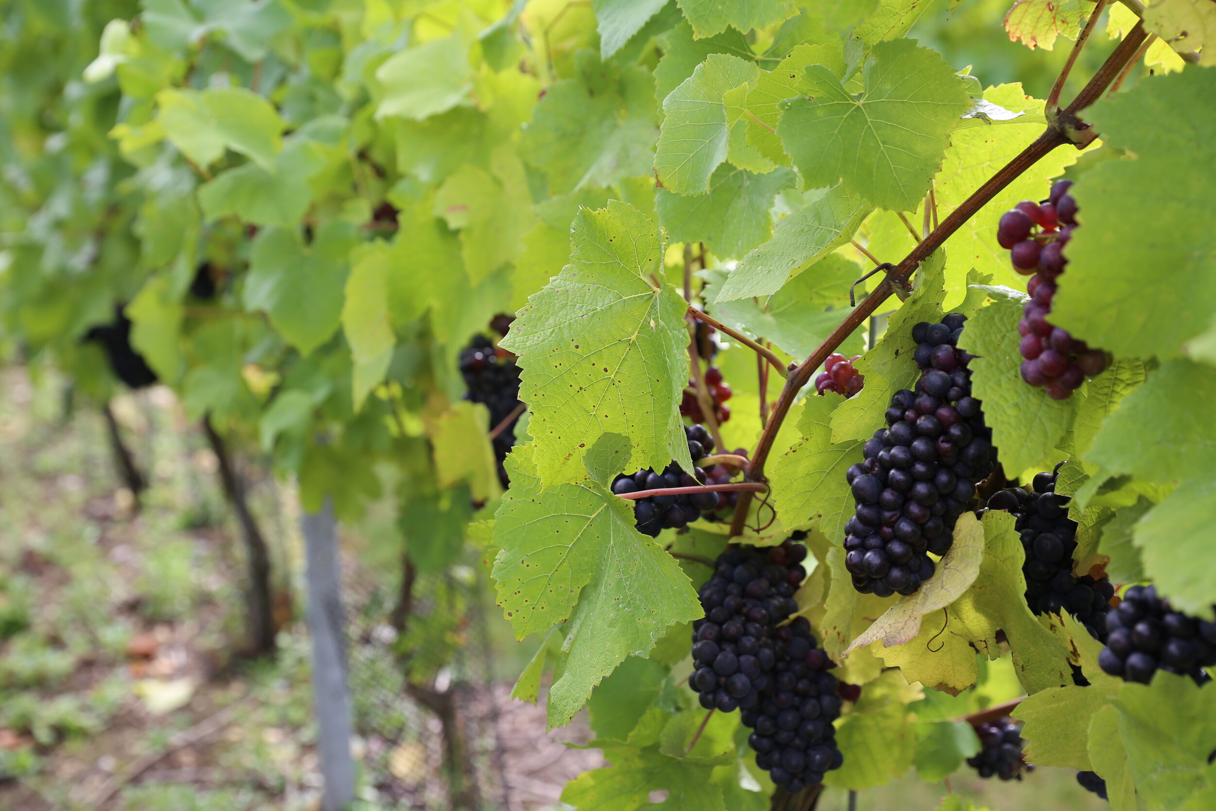 Pinot Meunier on the vine