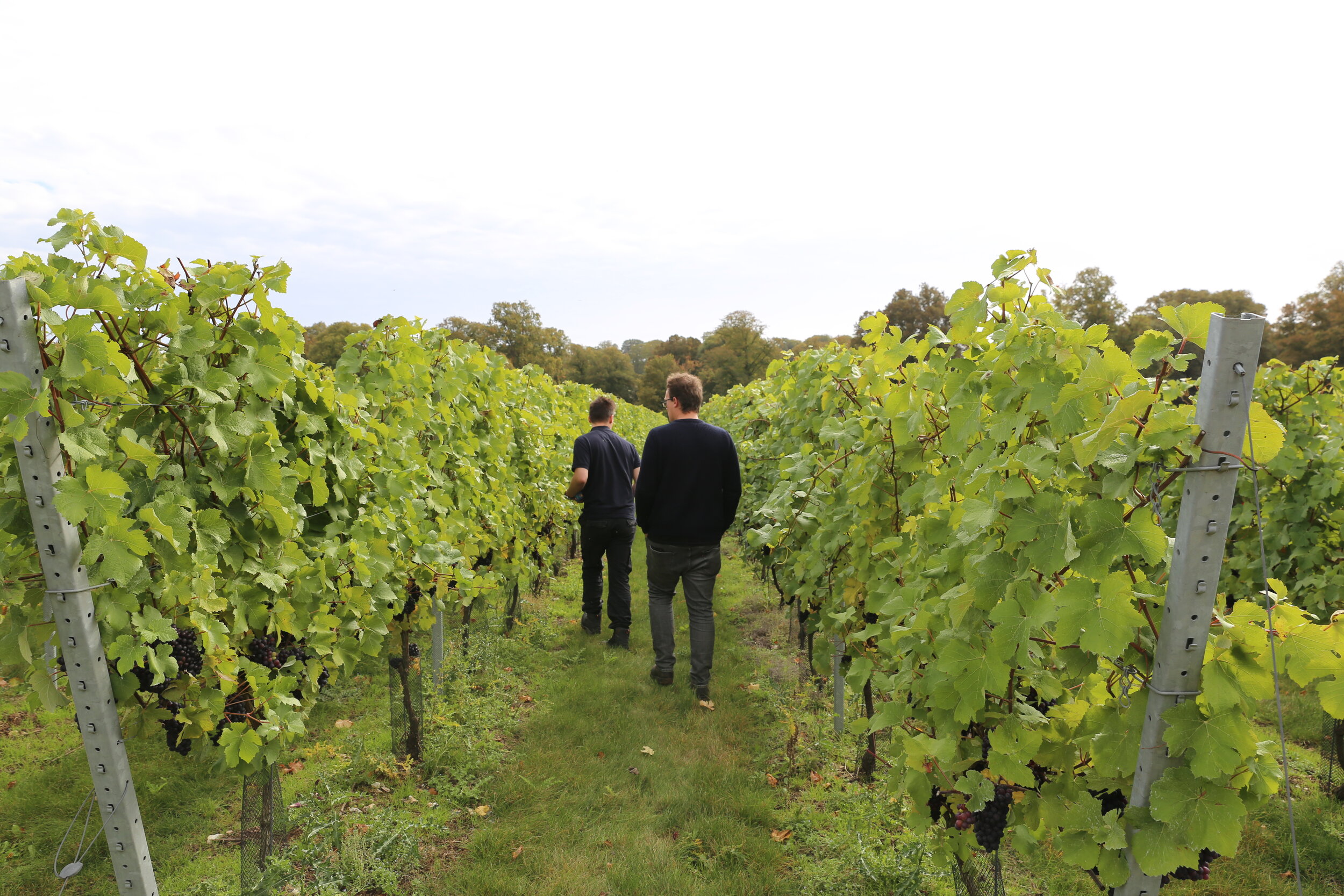 Checking the sugar levels of the grapes