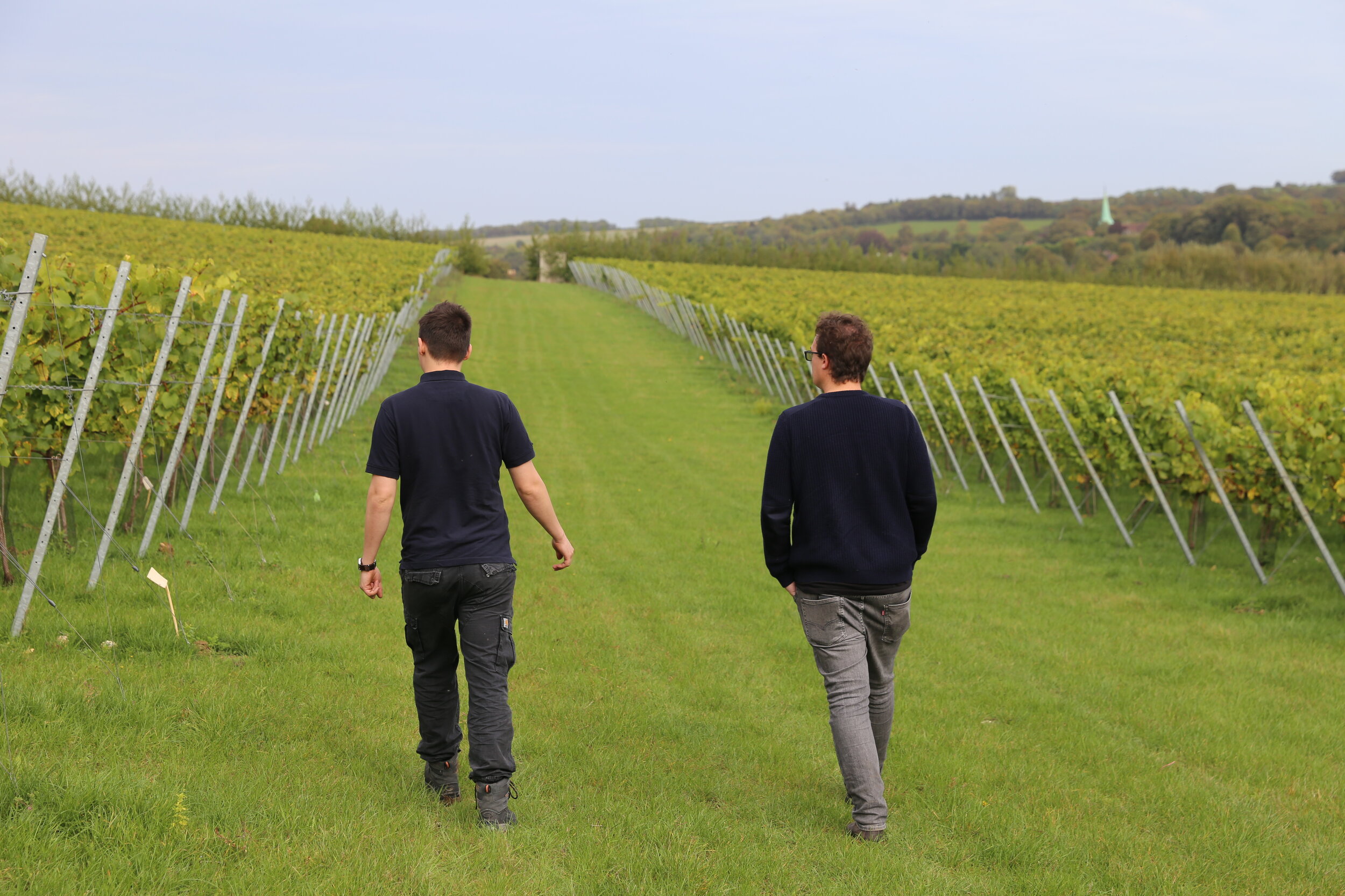 Checking out the vines