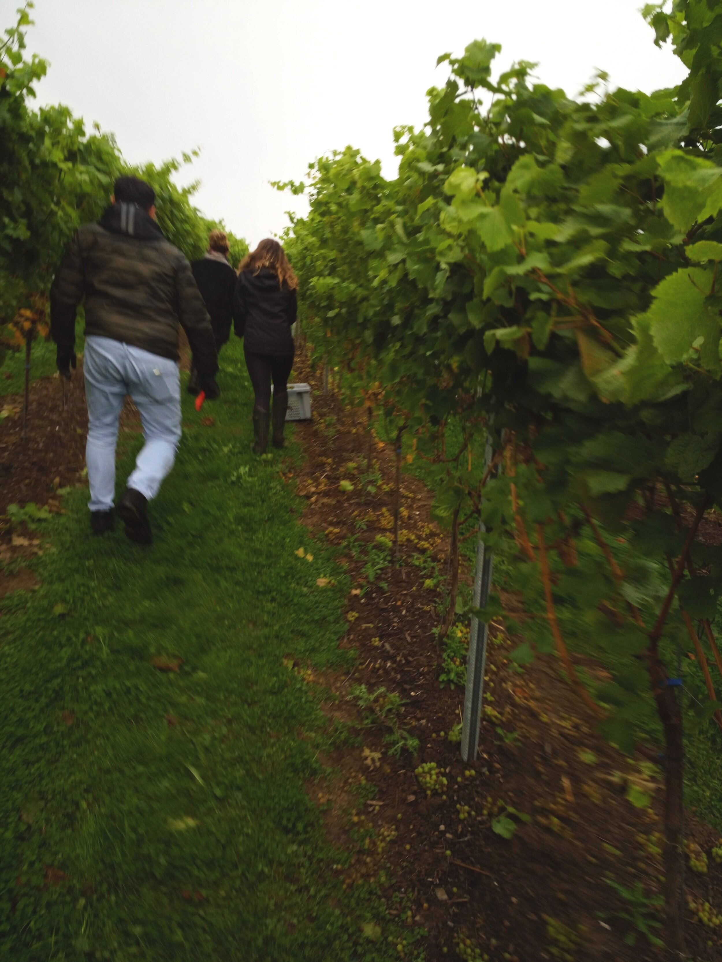 Our somm pals inspecting the vines