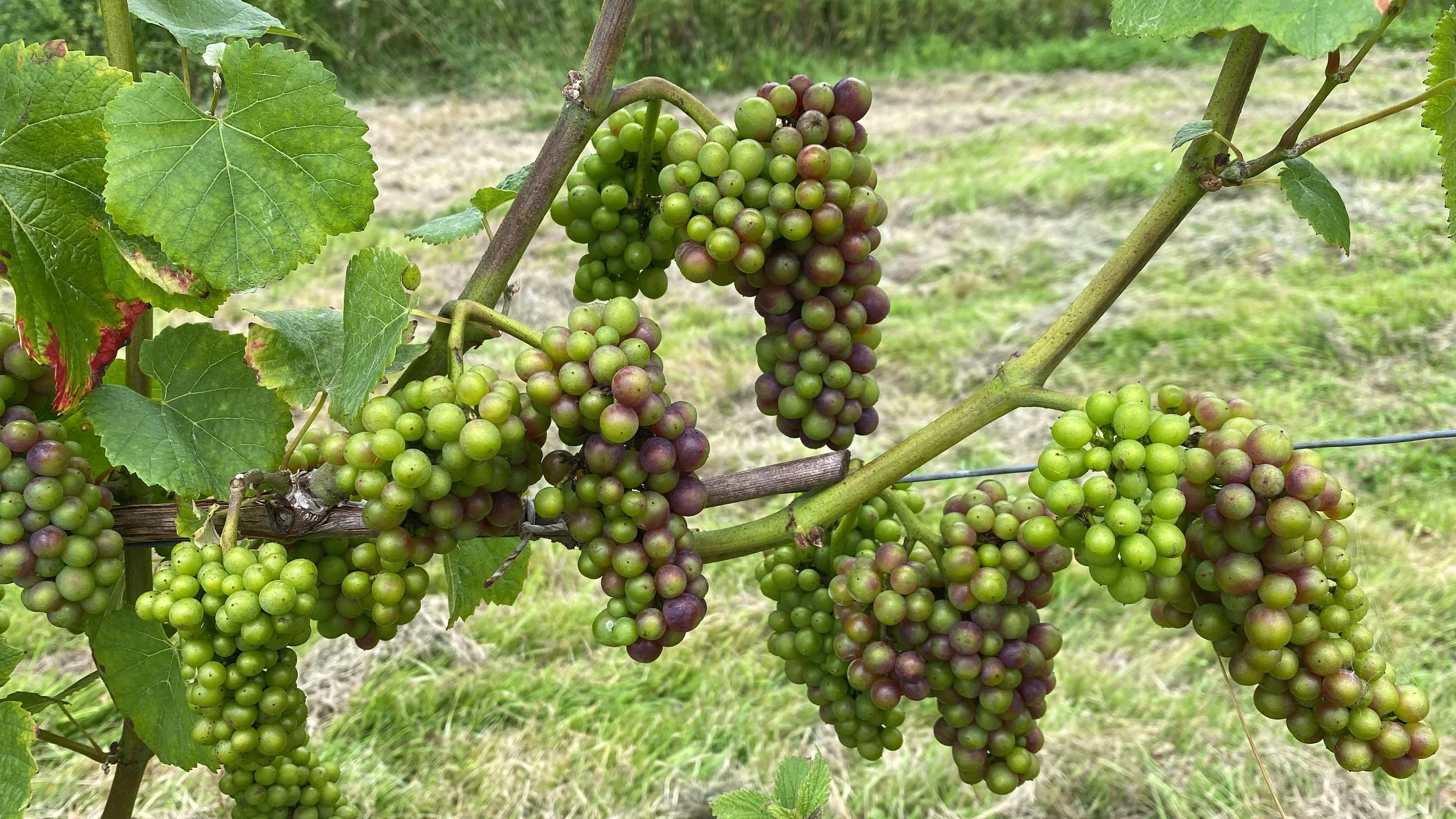 THE UK’s 1st URBAN WINERY TAKES ON ITS 1st VINEYARD