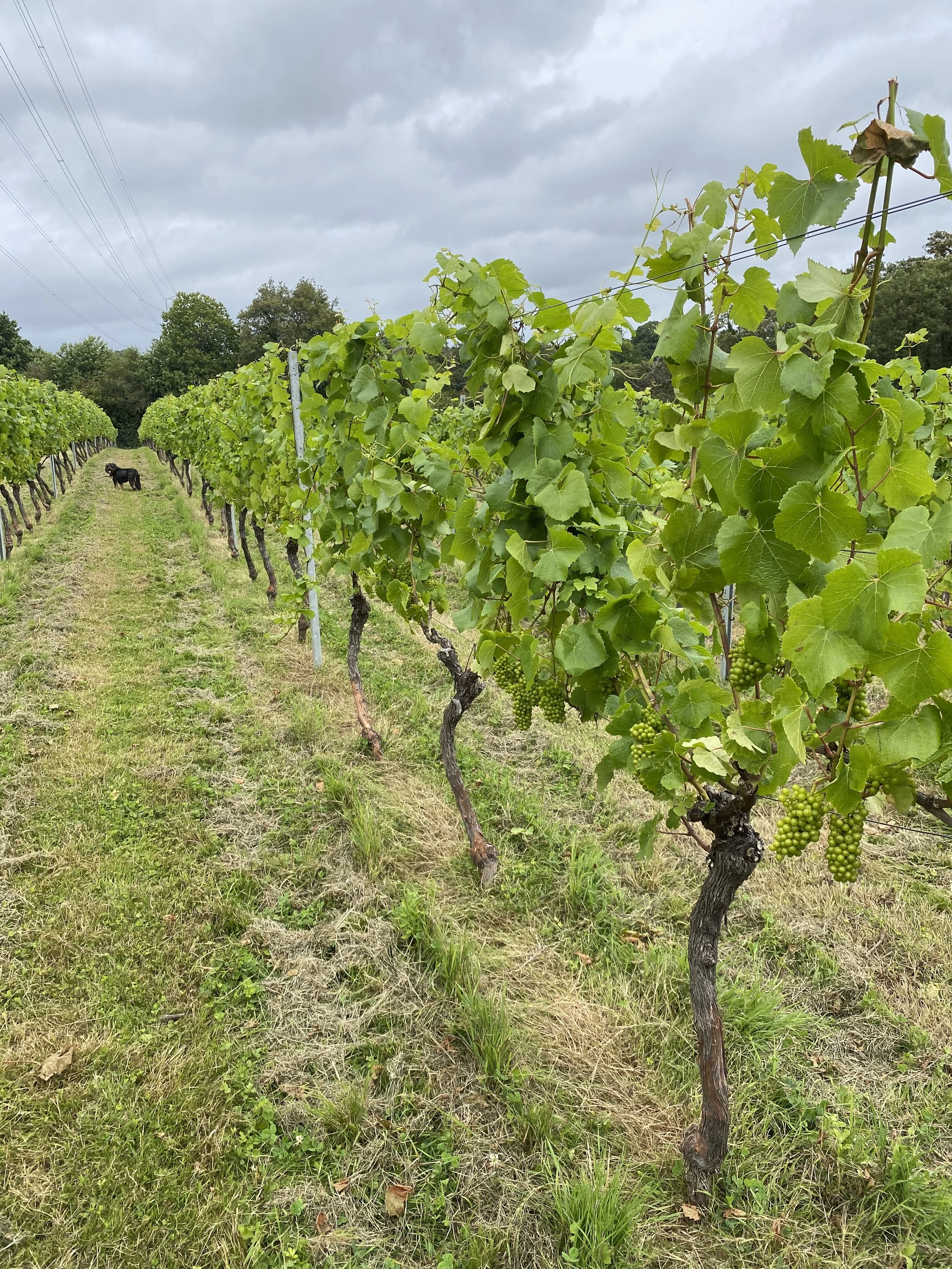 Fruit set at Foxhole Vineyard