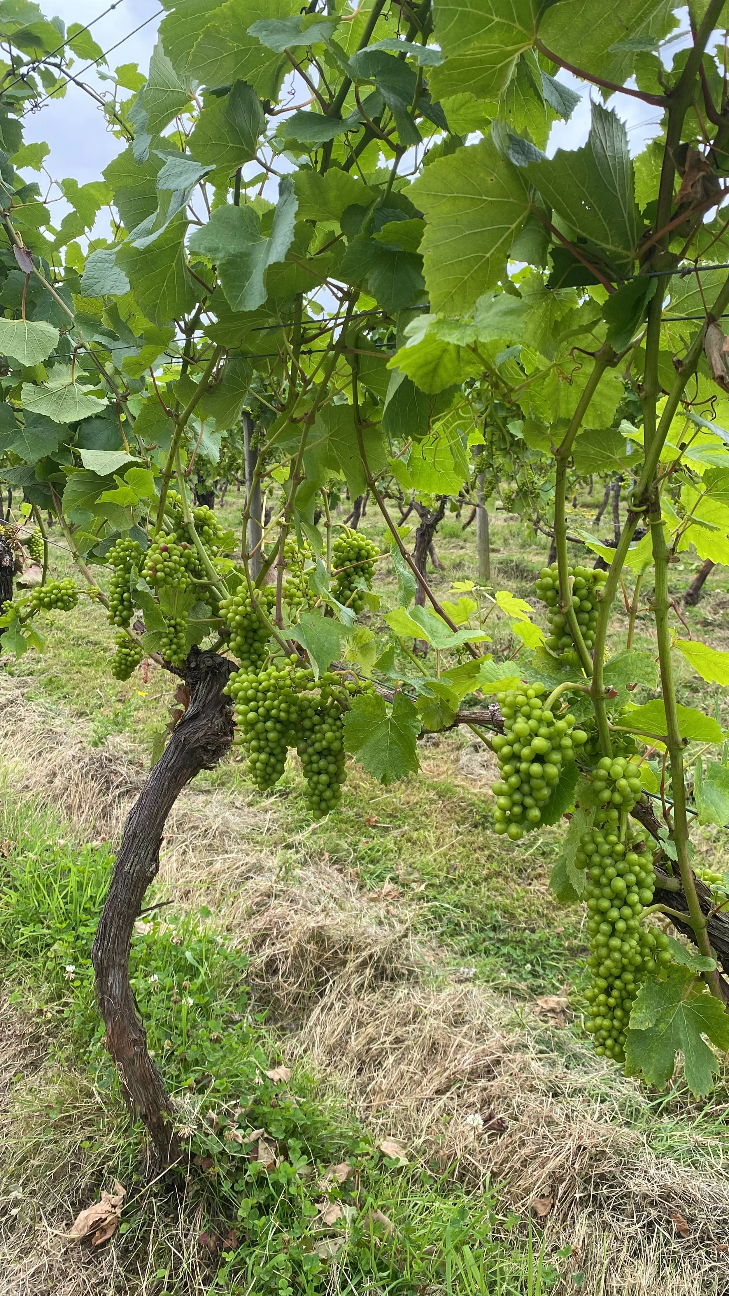 A bumper crop? Sunshine will be key