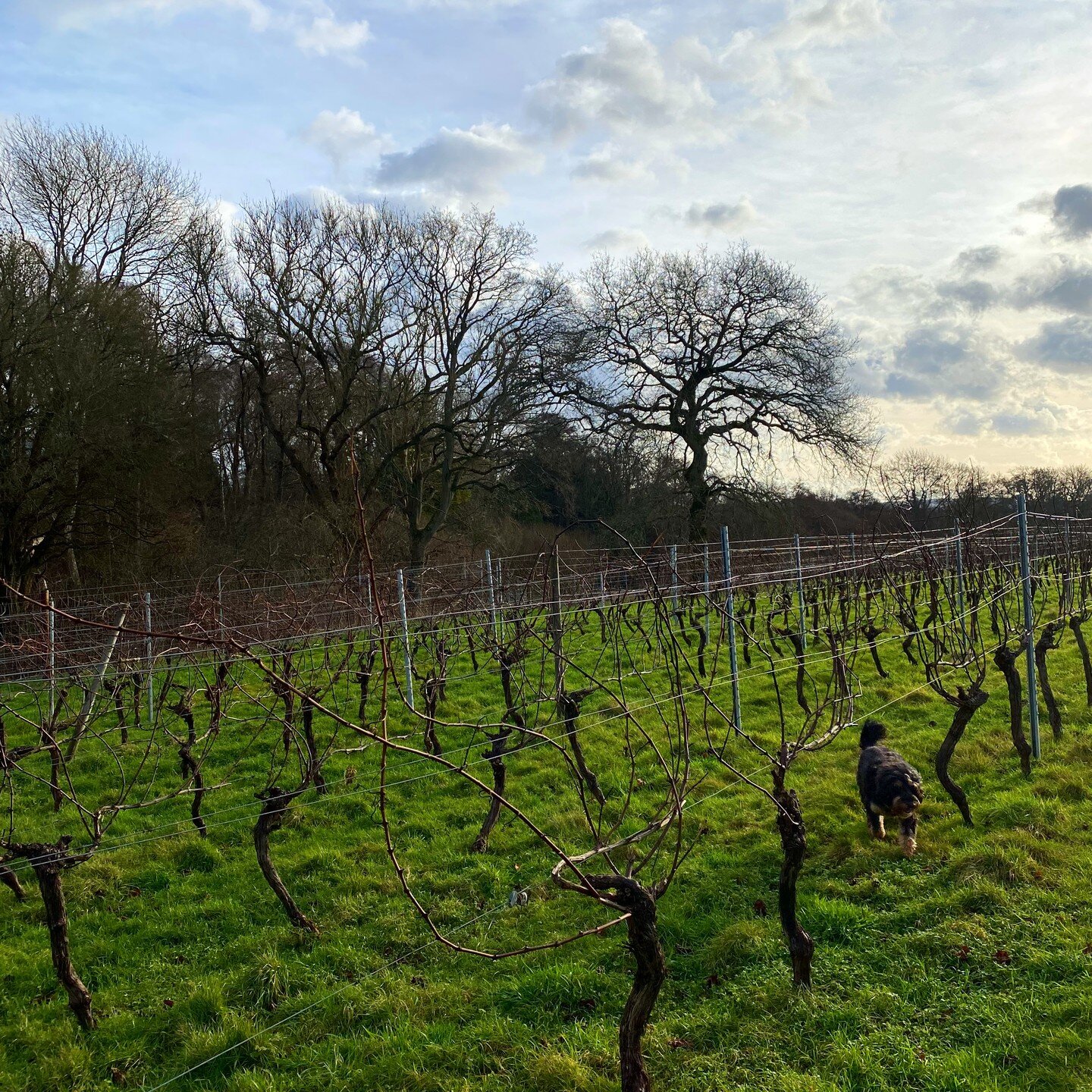 Wishing you all a great start to 2024 from our sleepy vineyard in West Sussex. 

This year is full of exciting winemaking possibilities - and our team are looking forward to taking our little vineyard from winter through to harvest. 

At this moment 