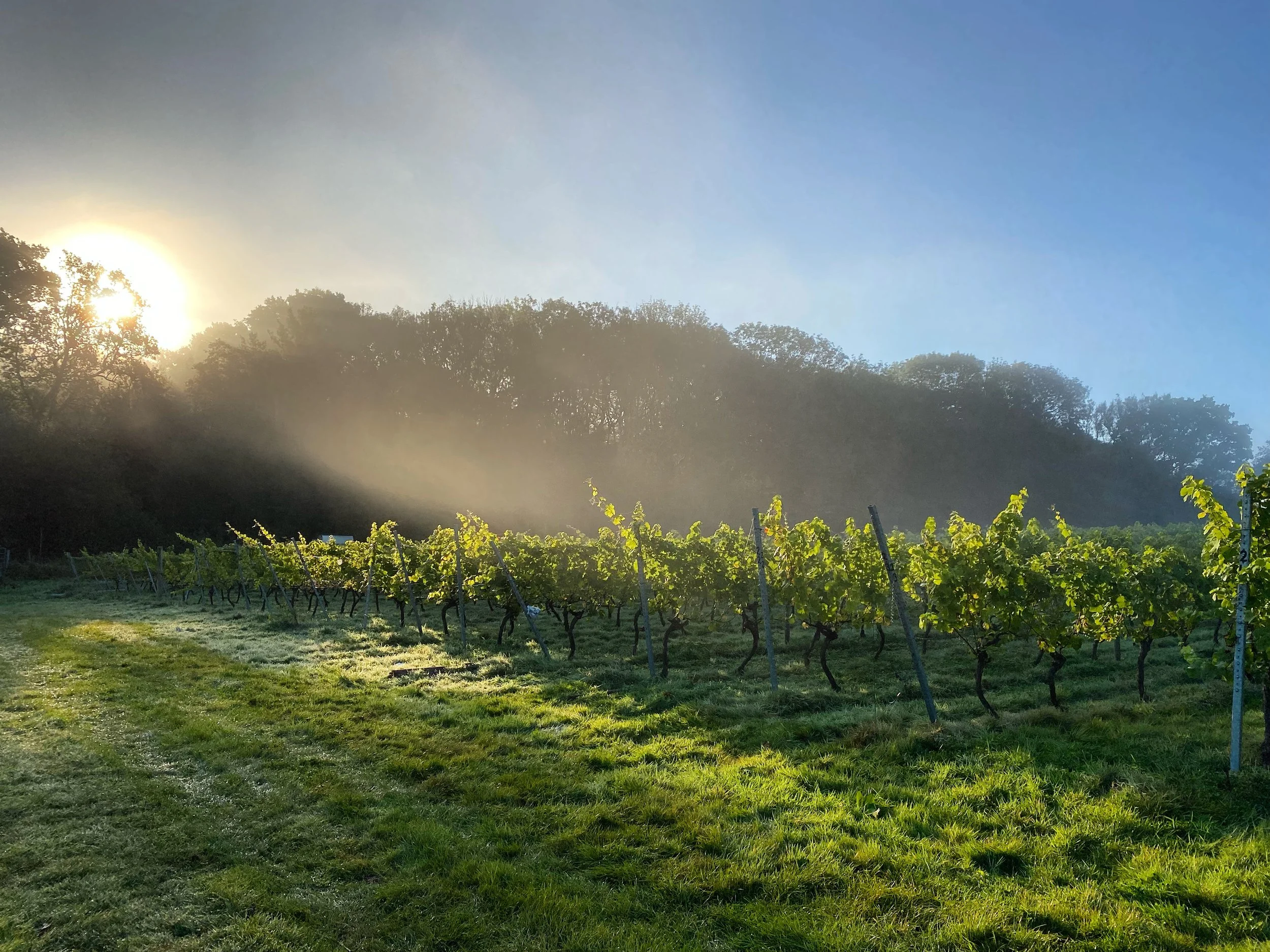 Pinot Noir Précoce 2023