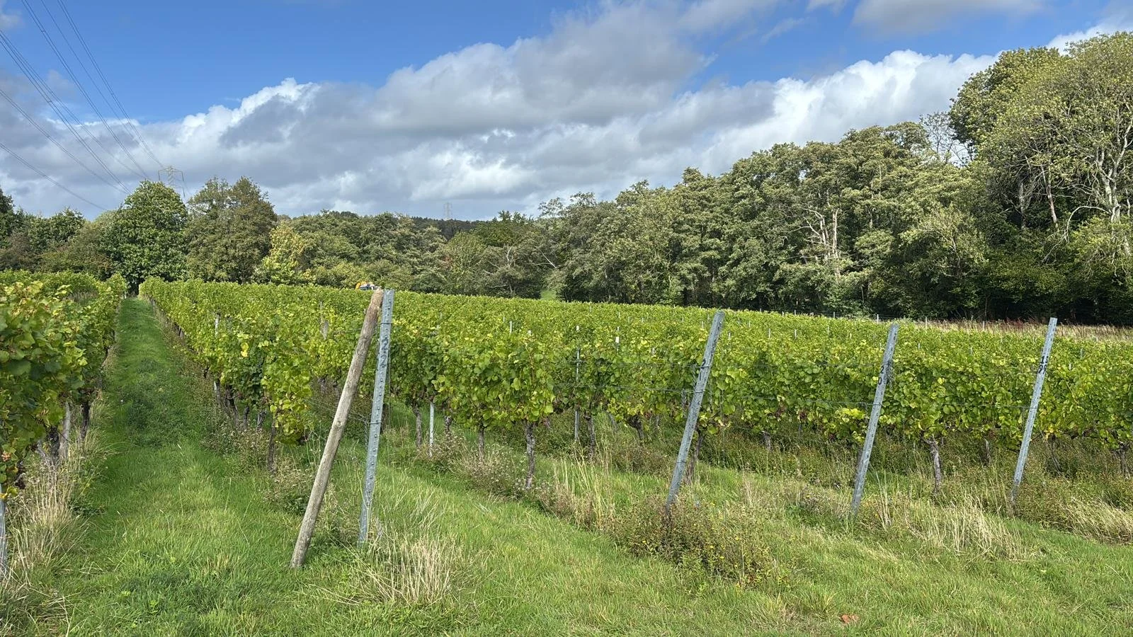 vineyard.jpeg
