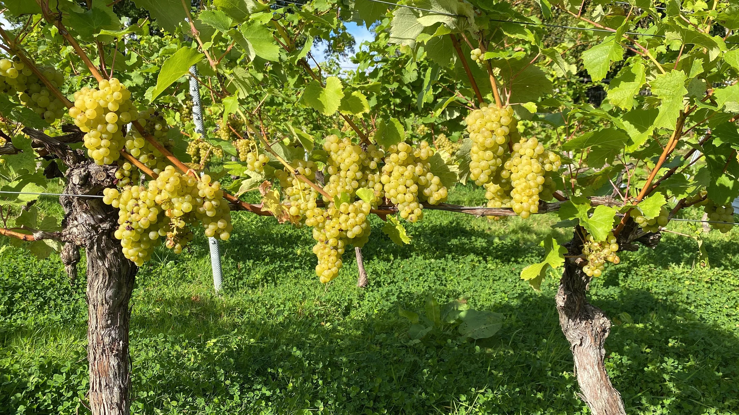 Bacchus 2024