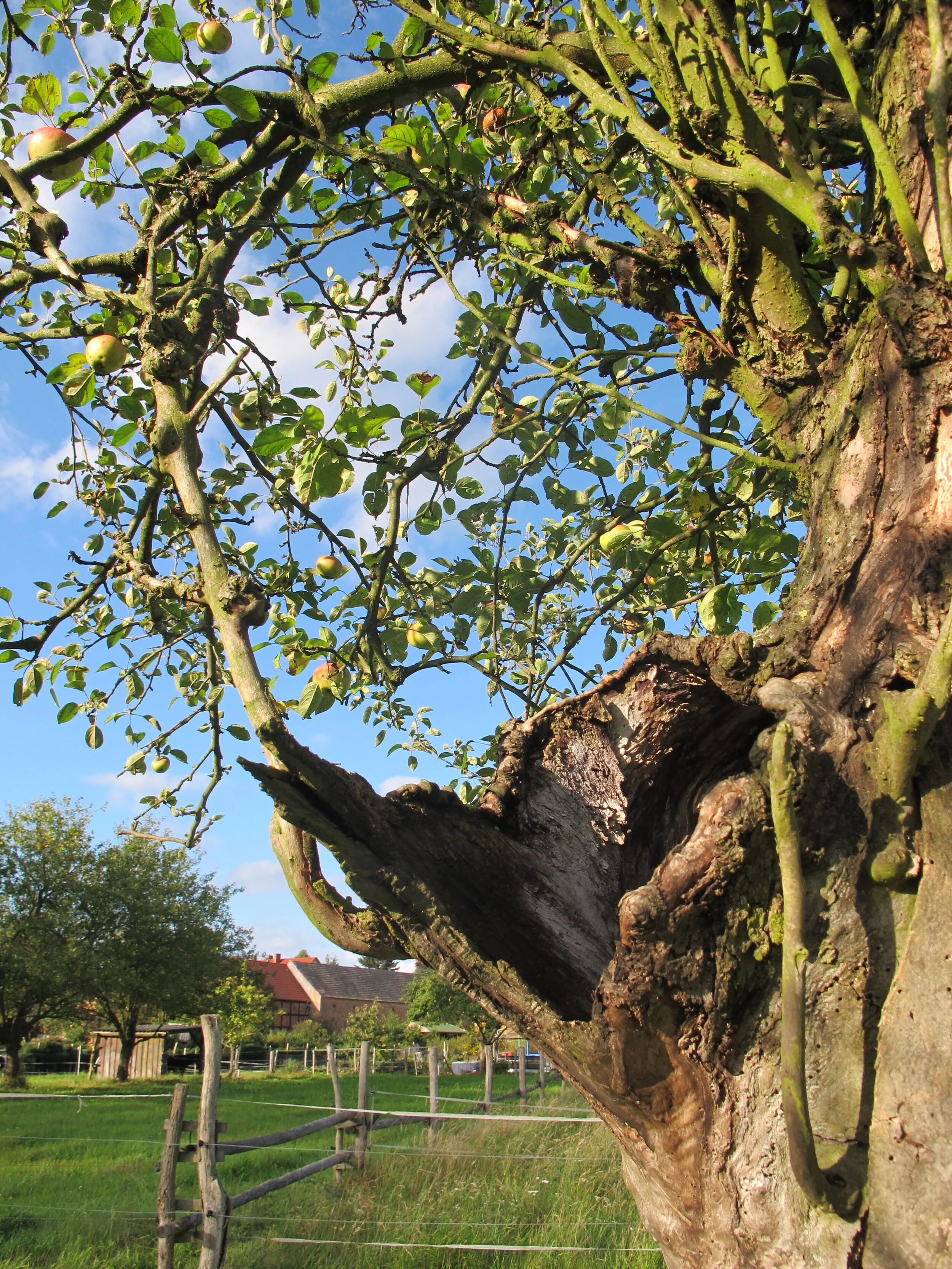 Online | ACT-Einführungskurs: Das Leben annehmen